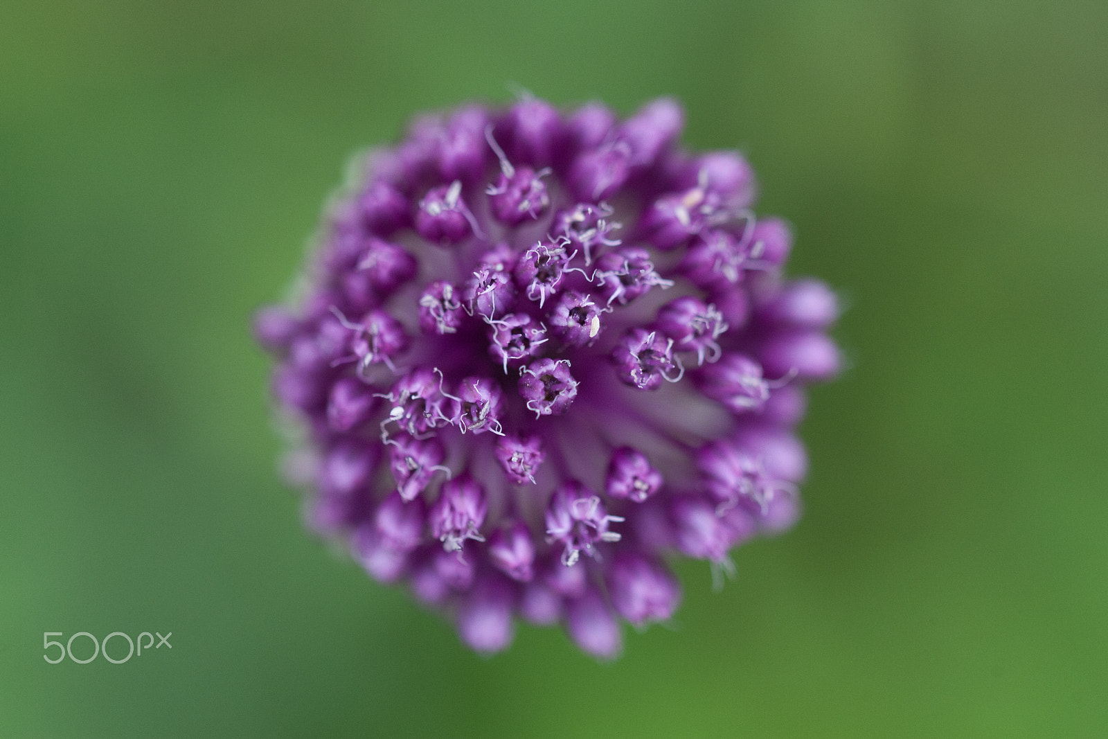 Canon EOS-1D Mark III sample photo. Allium sardoum photography