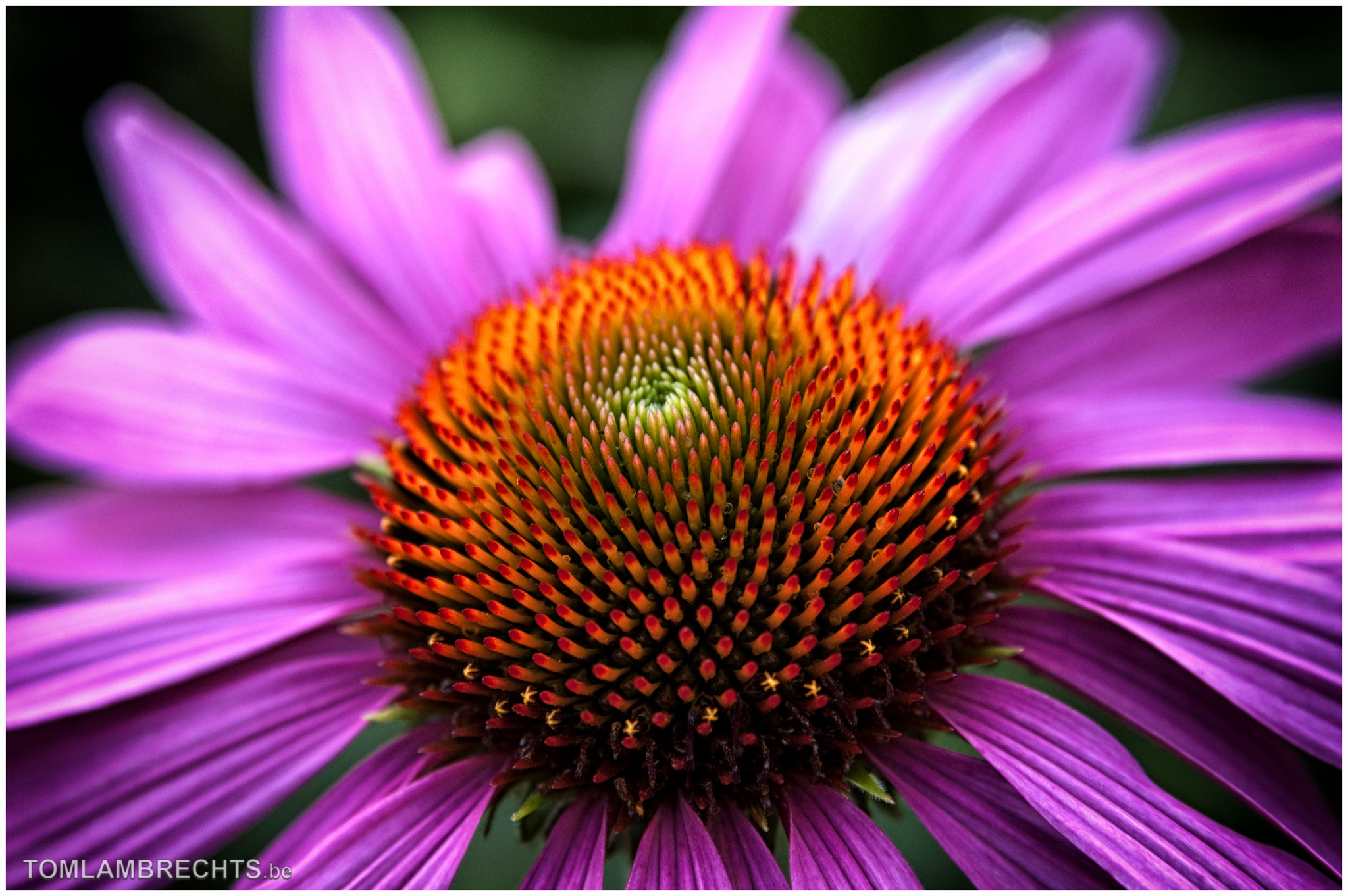 Nikon D50 sample photo. Echinacea purpurea photography