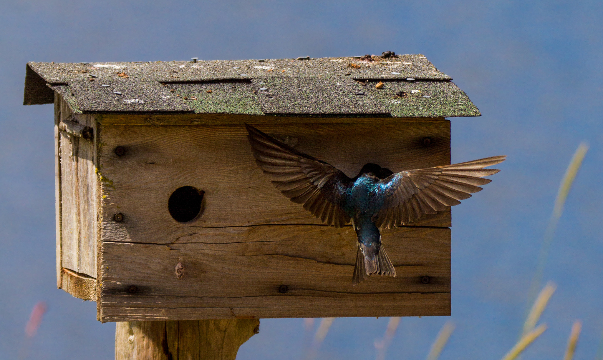Sigma 150-600mm F5-6.3 DG OS HSM | C sample photo. Feeding her babies... photography