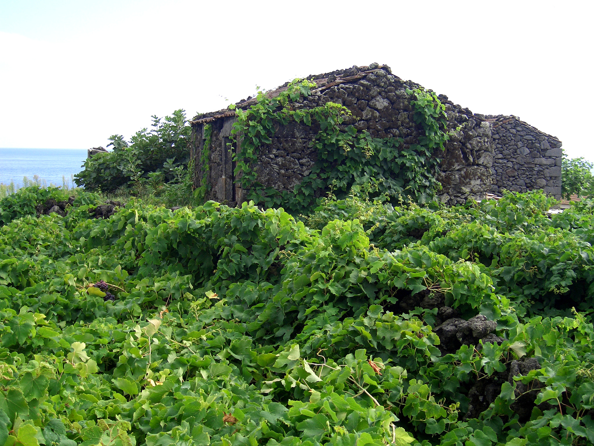 CASIO QV-R51 sample photo. Vineyard photography