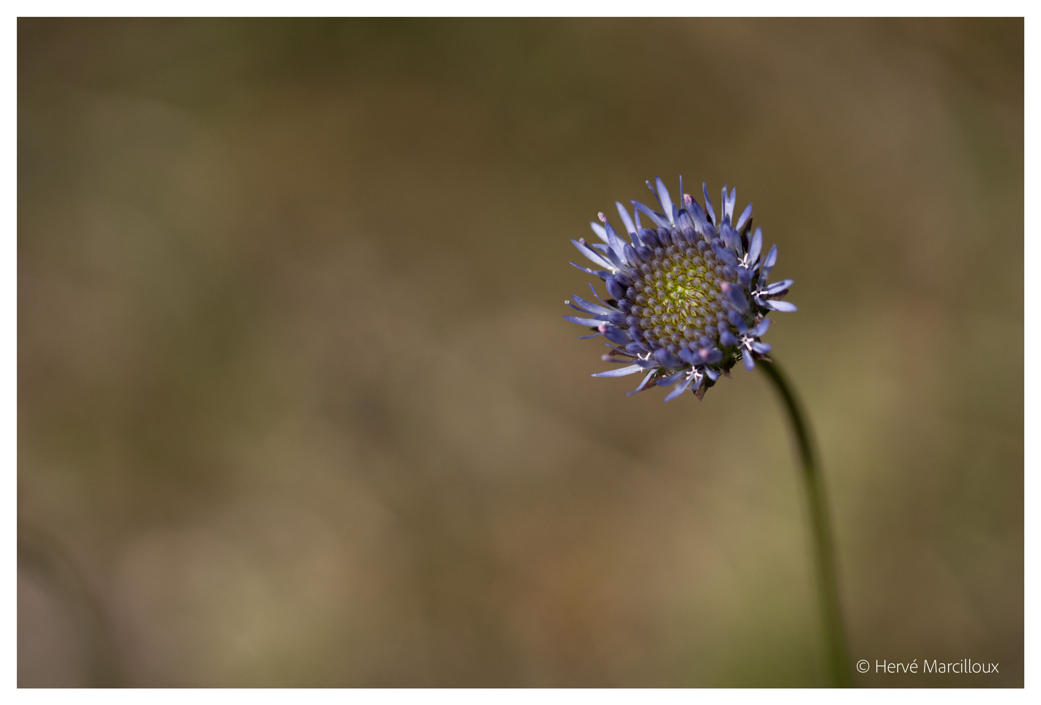 Sony SLT-A77 + 105mm F2.8 sample photo. Survivor photography