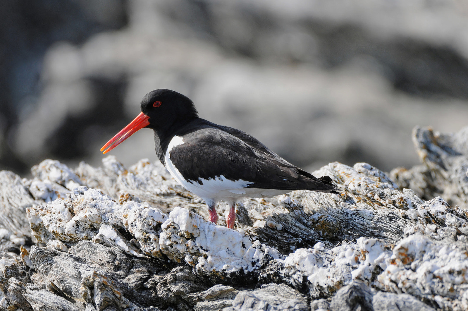 Sigma 150-600mm F5-6.3 DG OS HSM | C sample photo. The oystercatcher ii photography