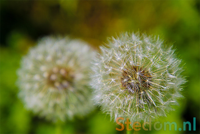 Canon EOS 750D (EOS Rebel T6i / EOS Kiss X8i) sample photo. Dandelion photography
