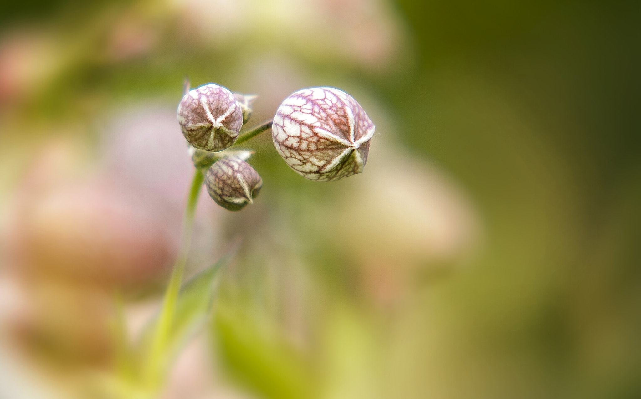 Canon EF 75-300mm f/4-5.6 USM sample photo. Small lanterns . photography