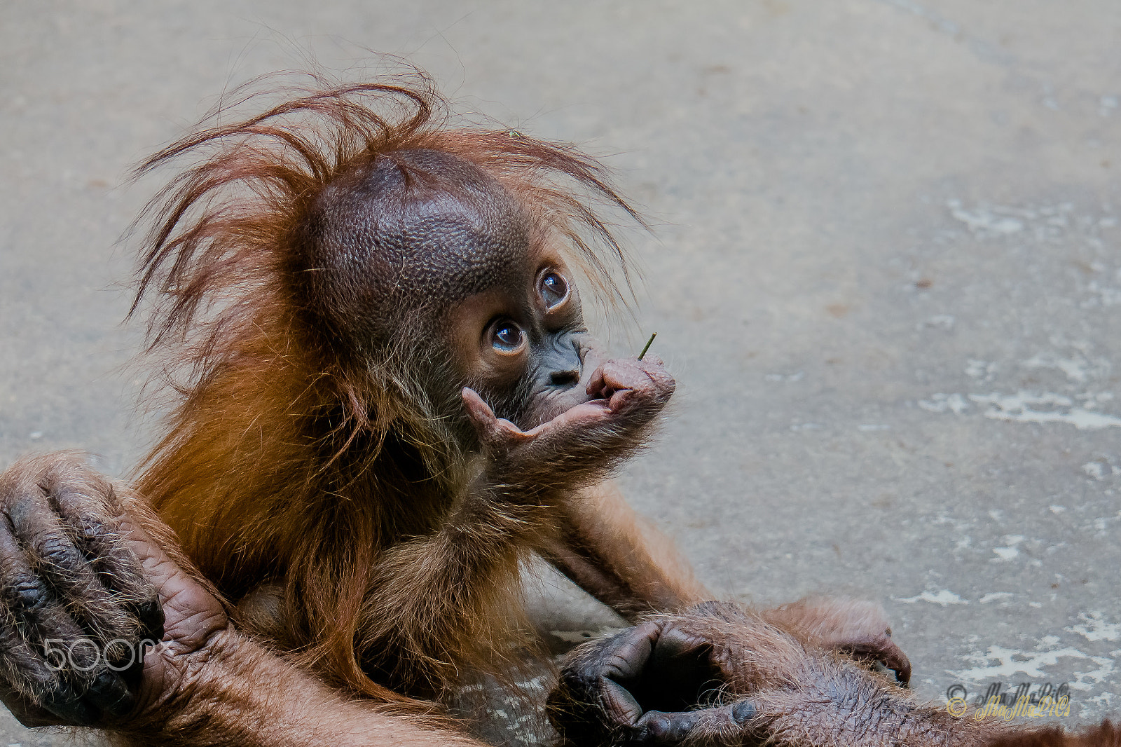 Samsung NX 50-200mm F4-5.6 ED OIS sample photo. Big wide eyes photography
