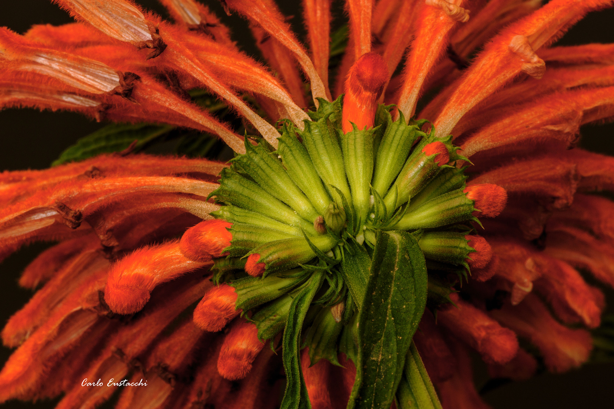 Tamron SP AF 60mm F2 Di II LD IF Macro sample photo. Fiore photography