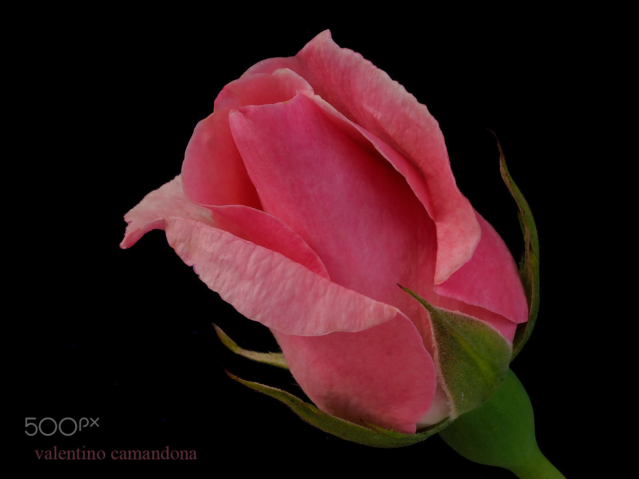 Olympus M.Zuiko Digital ED 60mm F2.8 Macro sample photo. A rose for mrs jo cox. photography
