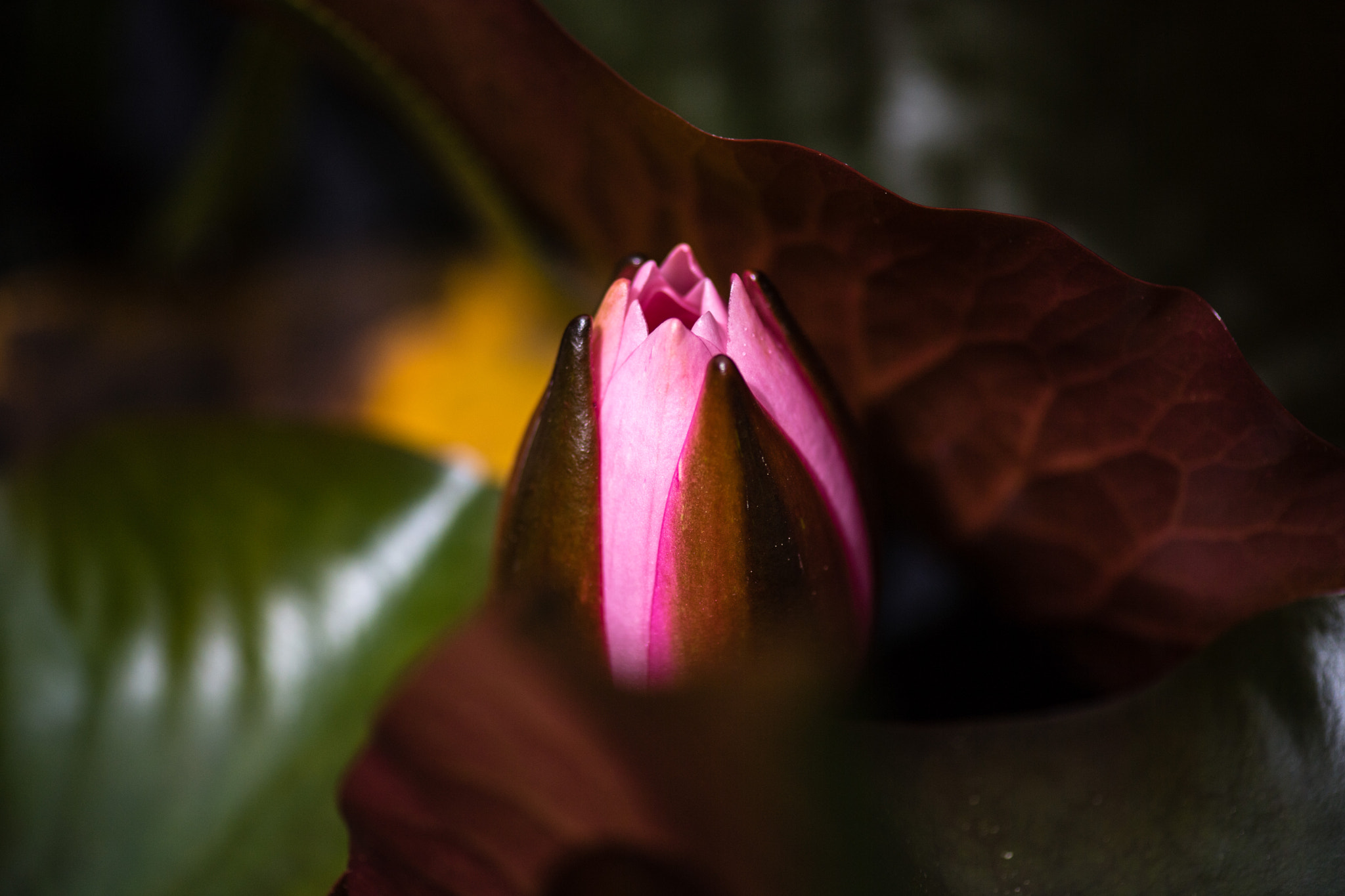 Nikon D5 sample photo. On the way to the flower photography