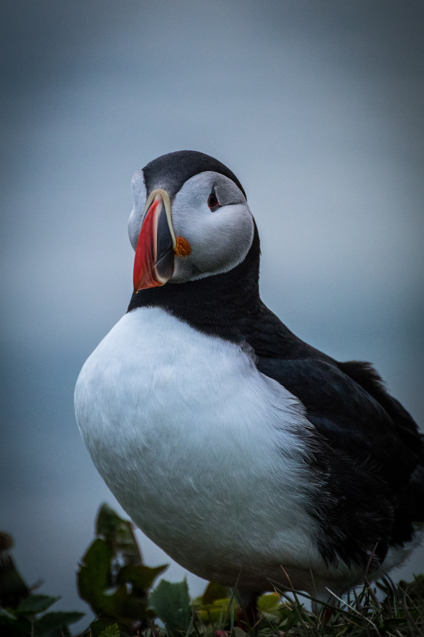 Tamron SP 35mm F1.8 Di VC USD sample photo. The puffin photography