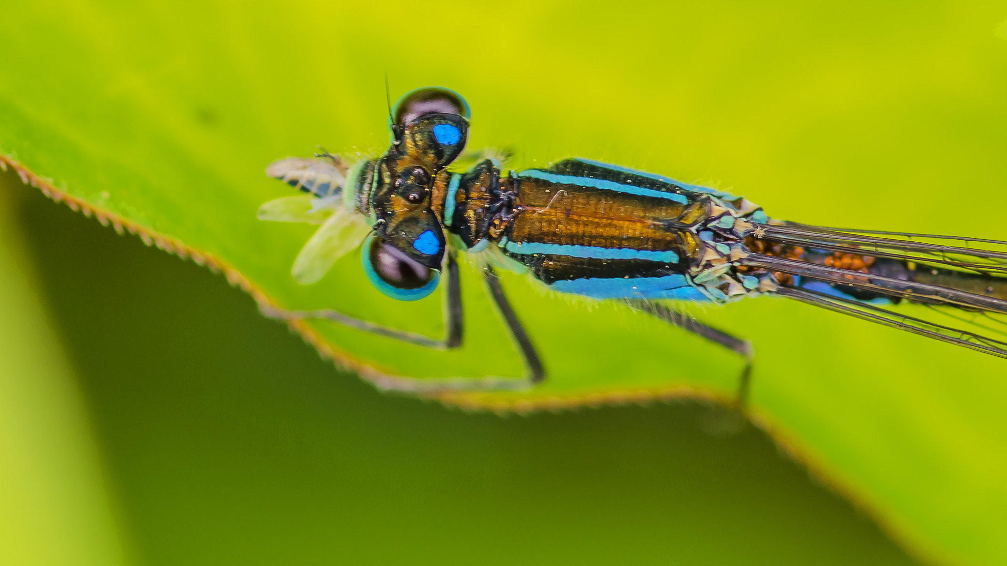 Pentax smc D-FA 100mm F2.8 Macro WR sample photo. _igp9402-2.jpg photography