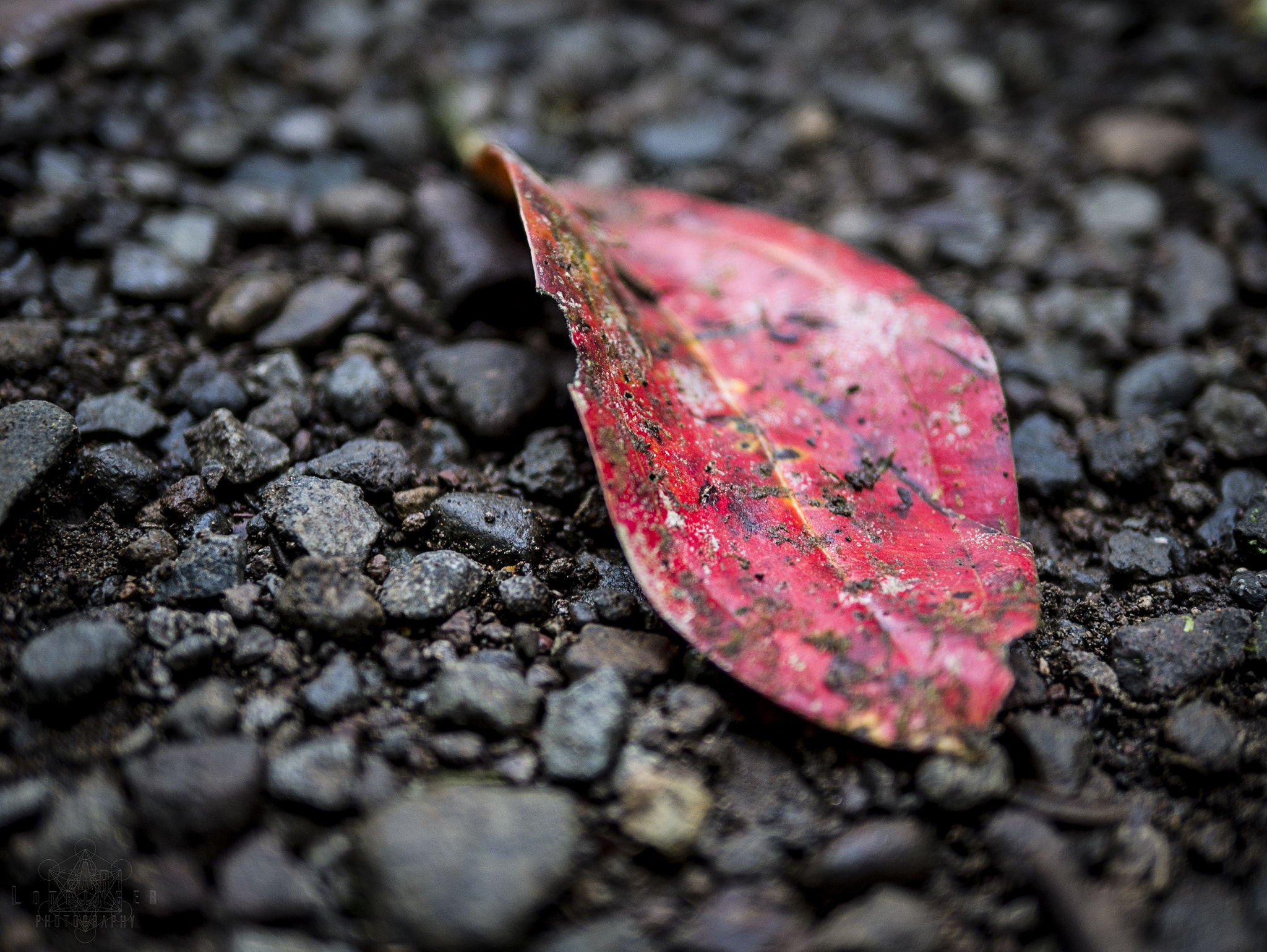 Panasonic Lumix DMC-G7 + Panasonic Leica DG Summilux 25mm F1.4 II ASPH sample photo. Passing by... photography