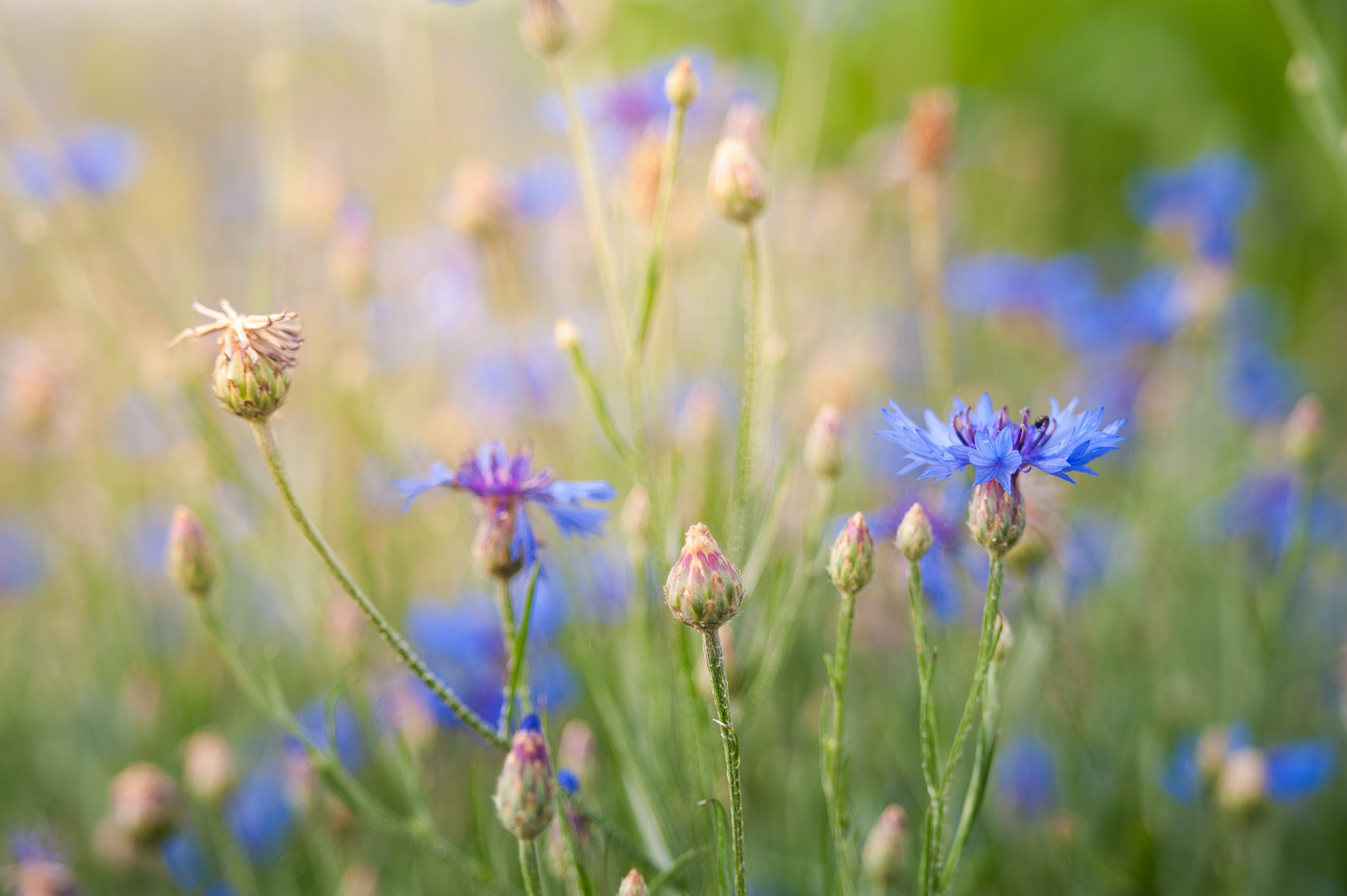 AF Zoom-Nikkor 35-105mm f/3.5-4.5 sample photo. Centaurea cyanus photography