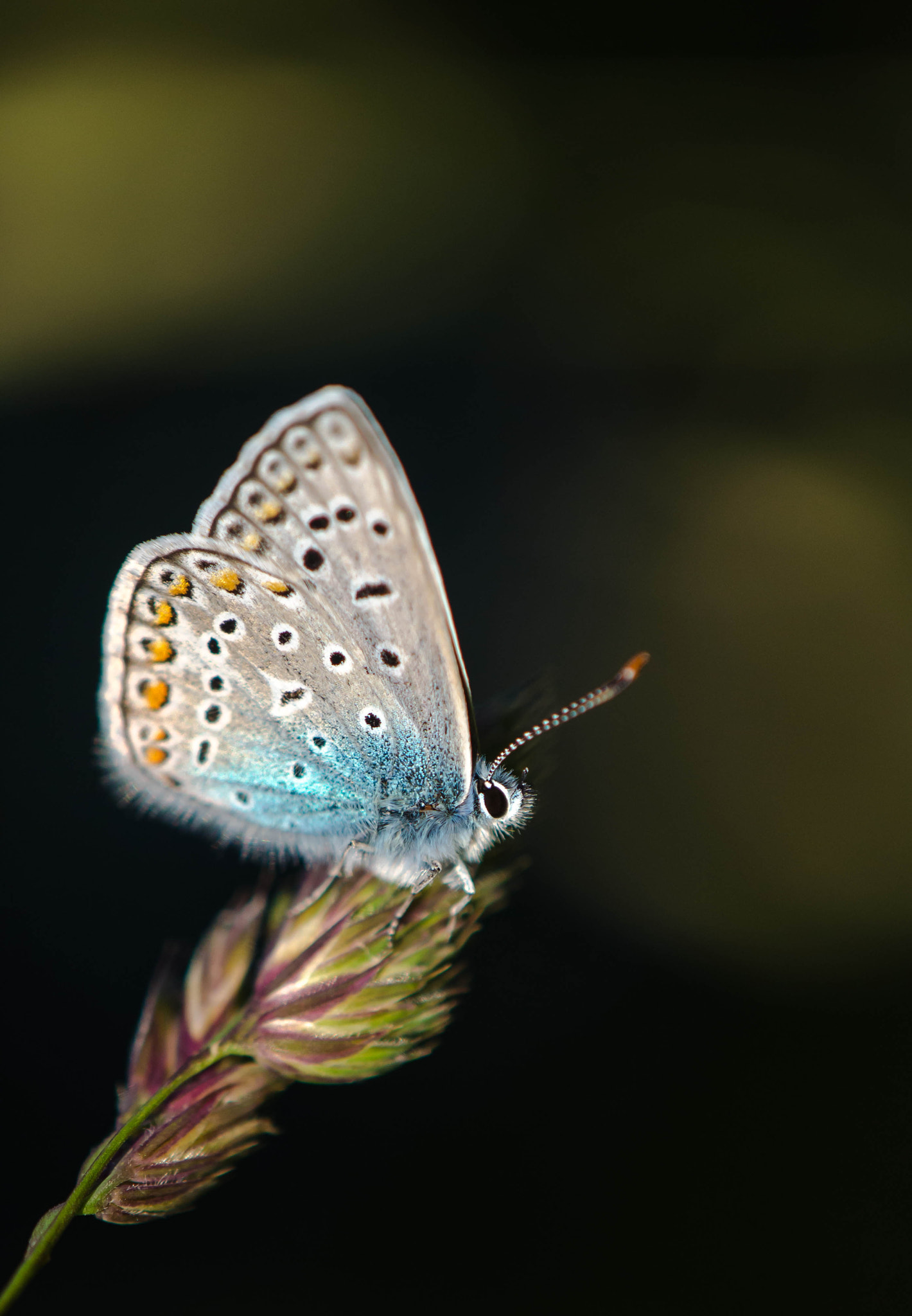 Nikon AF-S DX Micro-Nikkor 85mm F3.5G ED VR sample photo. Butterfly photography