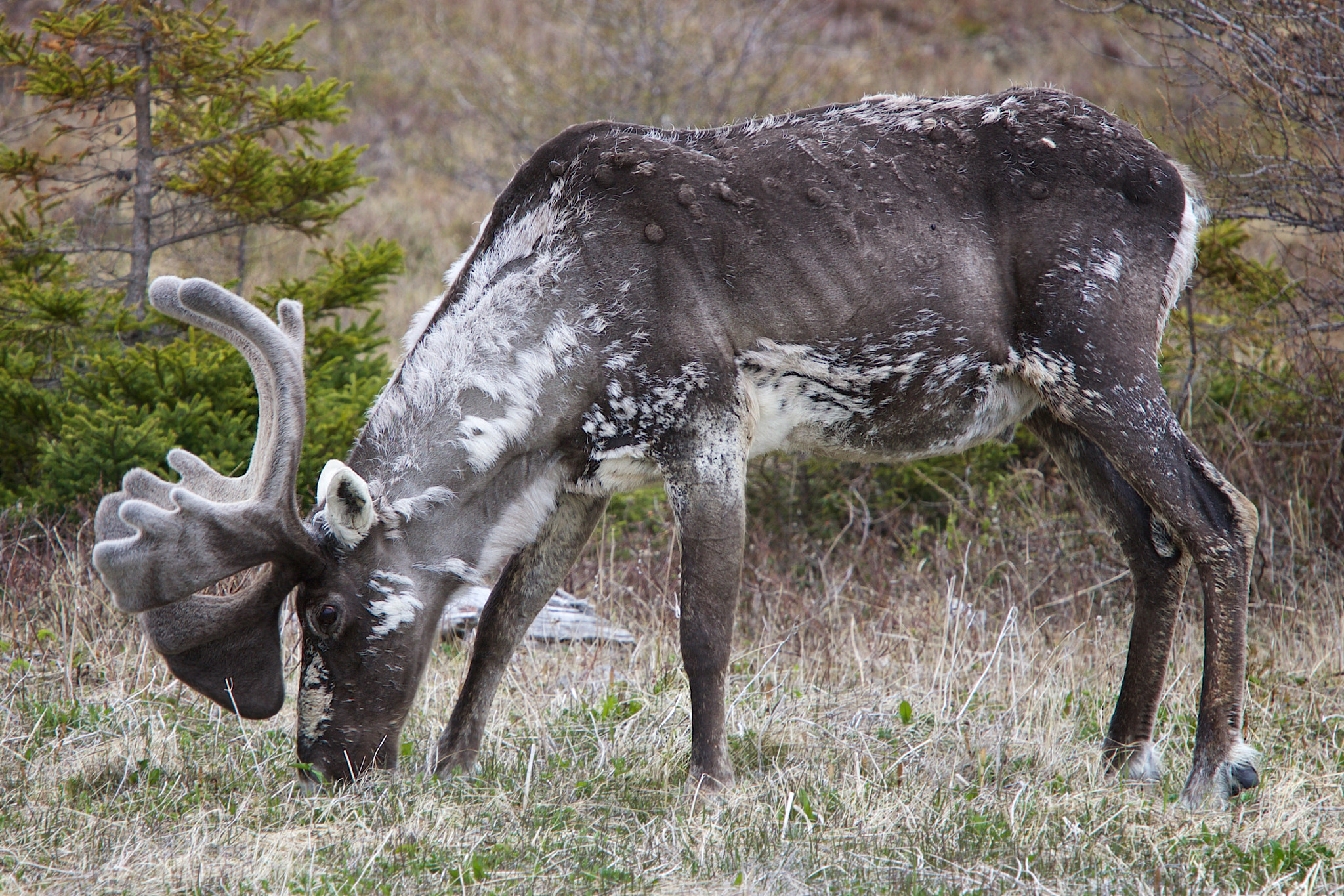 Canon EF 70-200mm F2.8L IS USM sample photo. Caribou photography