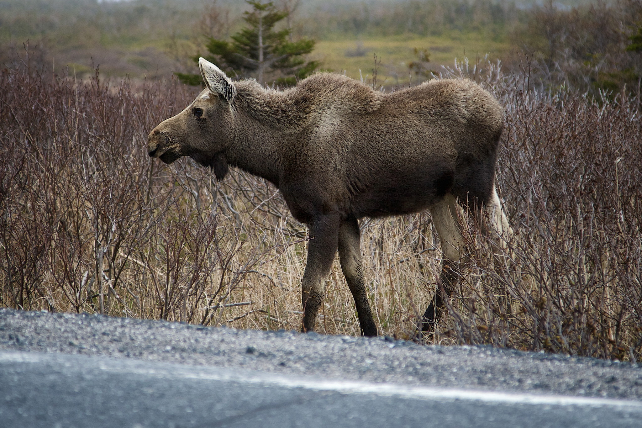 Canon EOS-1Ds Mark II sample photo. Moose photography