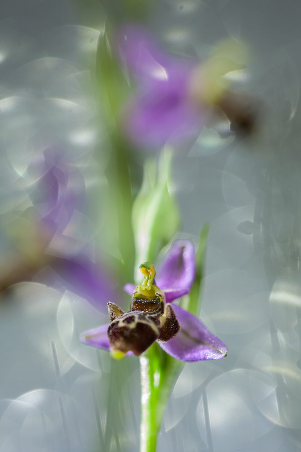 Sigma 150mm f/2.8 EX DG OS HSM APO Macro sample photo. Ophrys sp photography