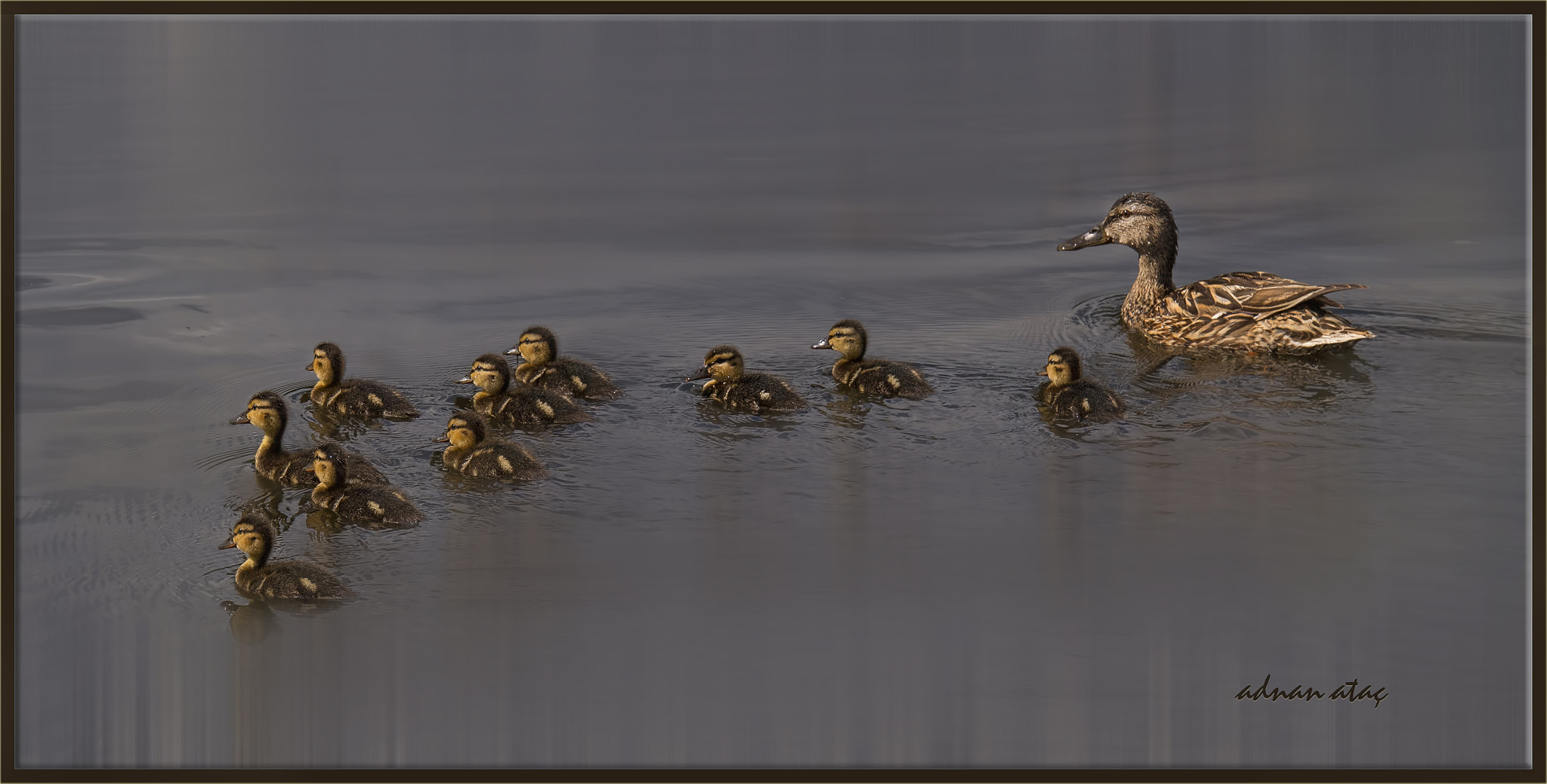 Sigma 150-600mm F5-6.3 DG OS HSM | S sample photo. Yeşilbaş ördek - anas platyrhynchos - mallard duck photography