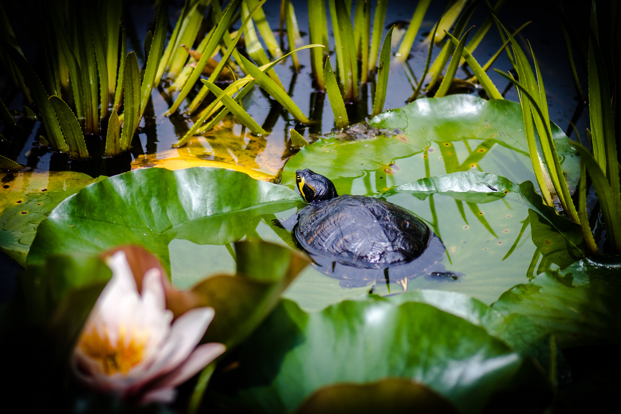 Nikon D5 sample photo. A turtle in the pond photography