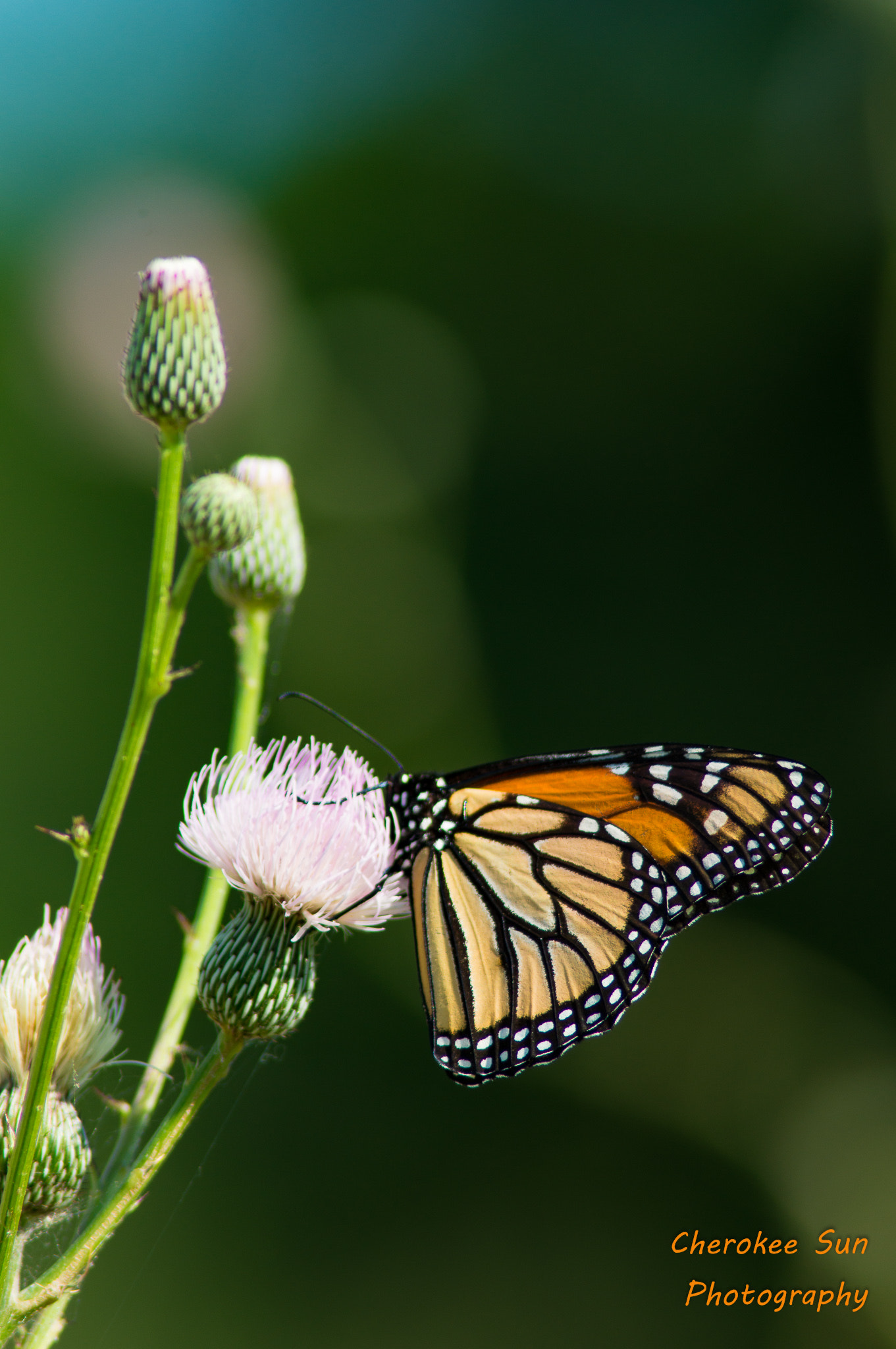 Tamron 200-400mm F5.6 LD sample photo. Monarch butterfly on a thistle flower photography