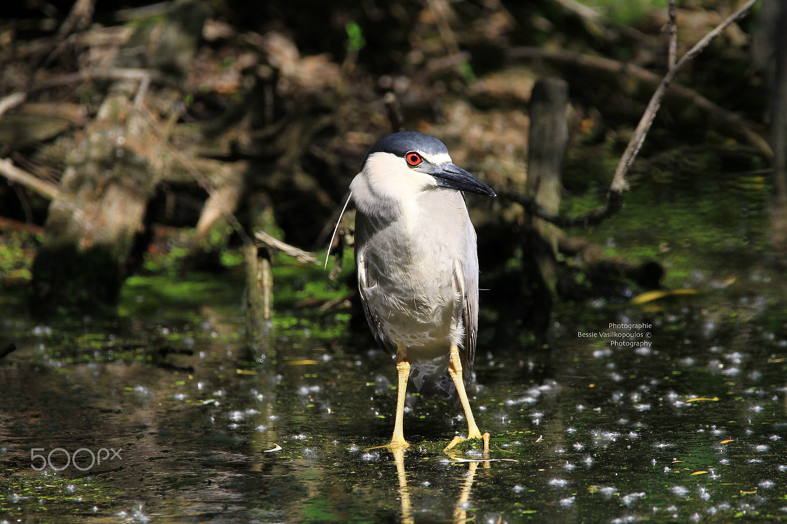 Sigma 150mm f/2.8 EX DG OS HSM APO Macro sample photo. Black crowned night heron photography