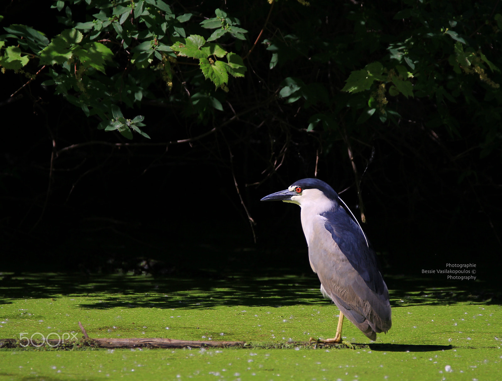 Sigma 150mm f/2.8 EX DG OS HSM APO Macro sample photo. Balck crowned night heron photography