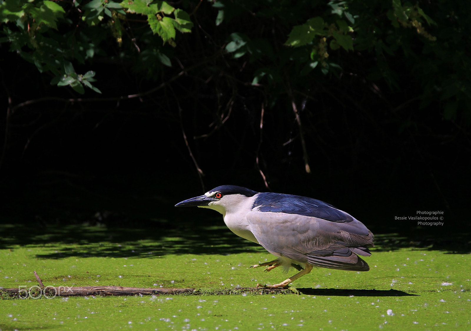 Canon EOS 60D sample photo. Black crowned night heron photography
