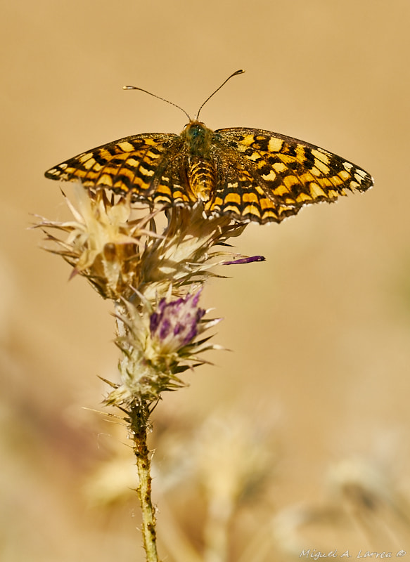 Sony ILCA-77M2 + 150mm F2.8 sample photo. Melitaea phoebe photography