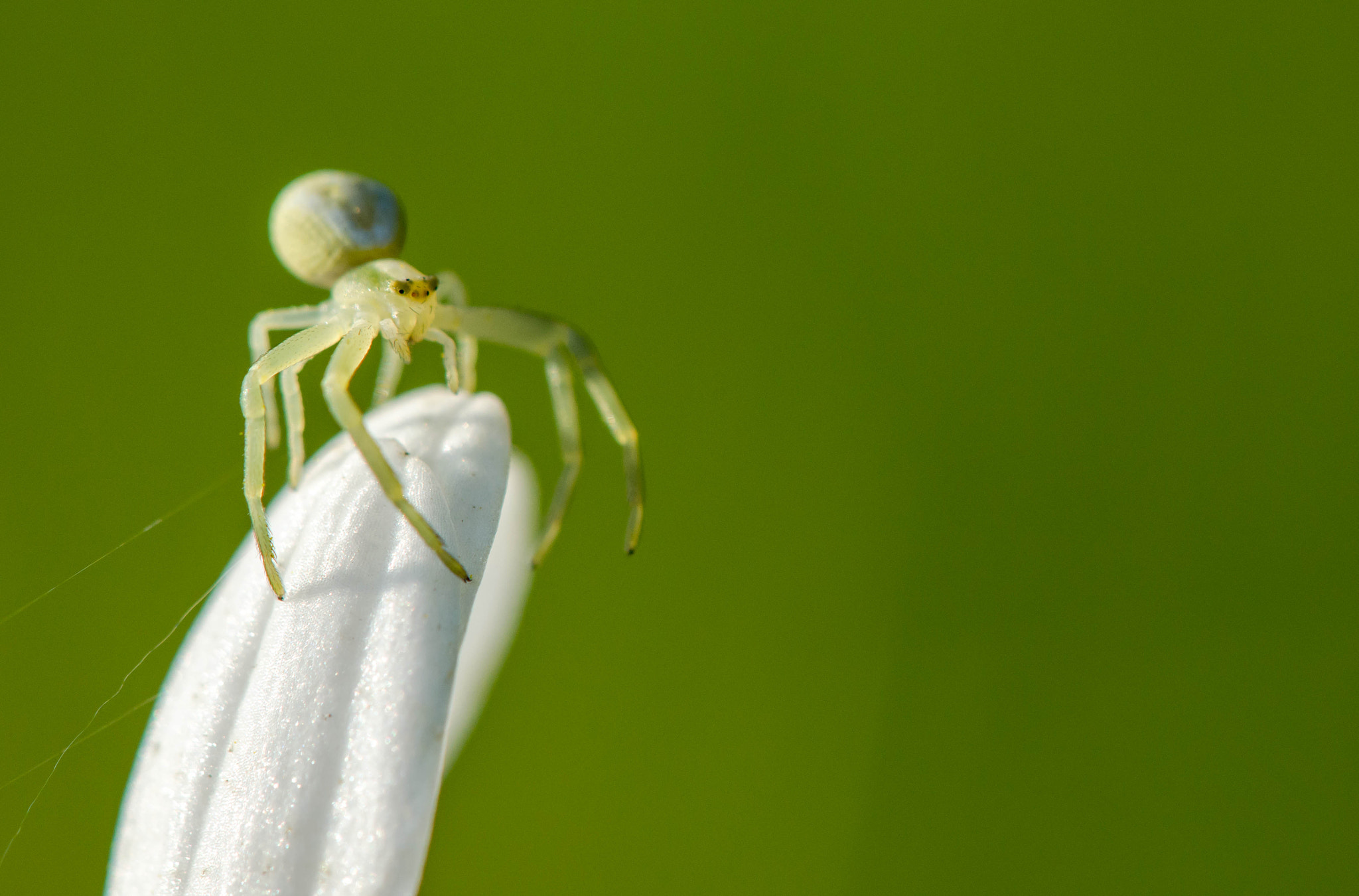 Nikon AF-S DX Micro-Nikkor 85mm F3.5G ED VR sample photo. Spider photography