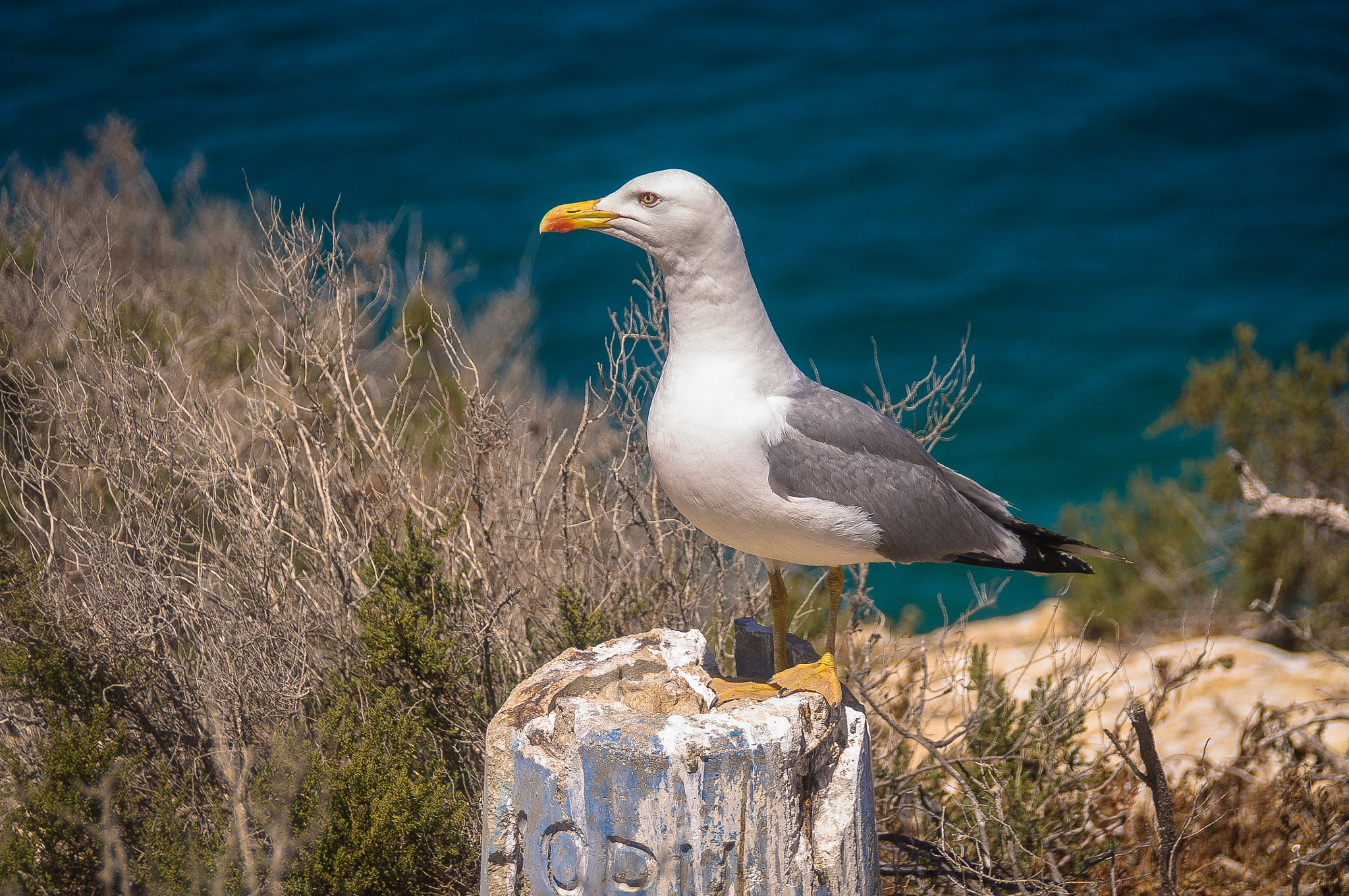 Pentax K-r sample photo. Gaviota isla de benidorm photography