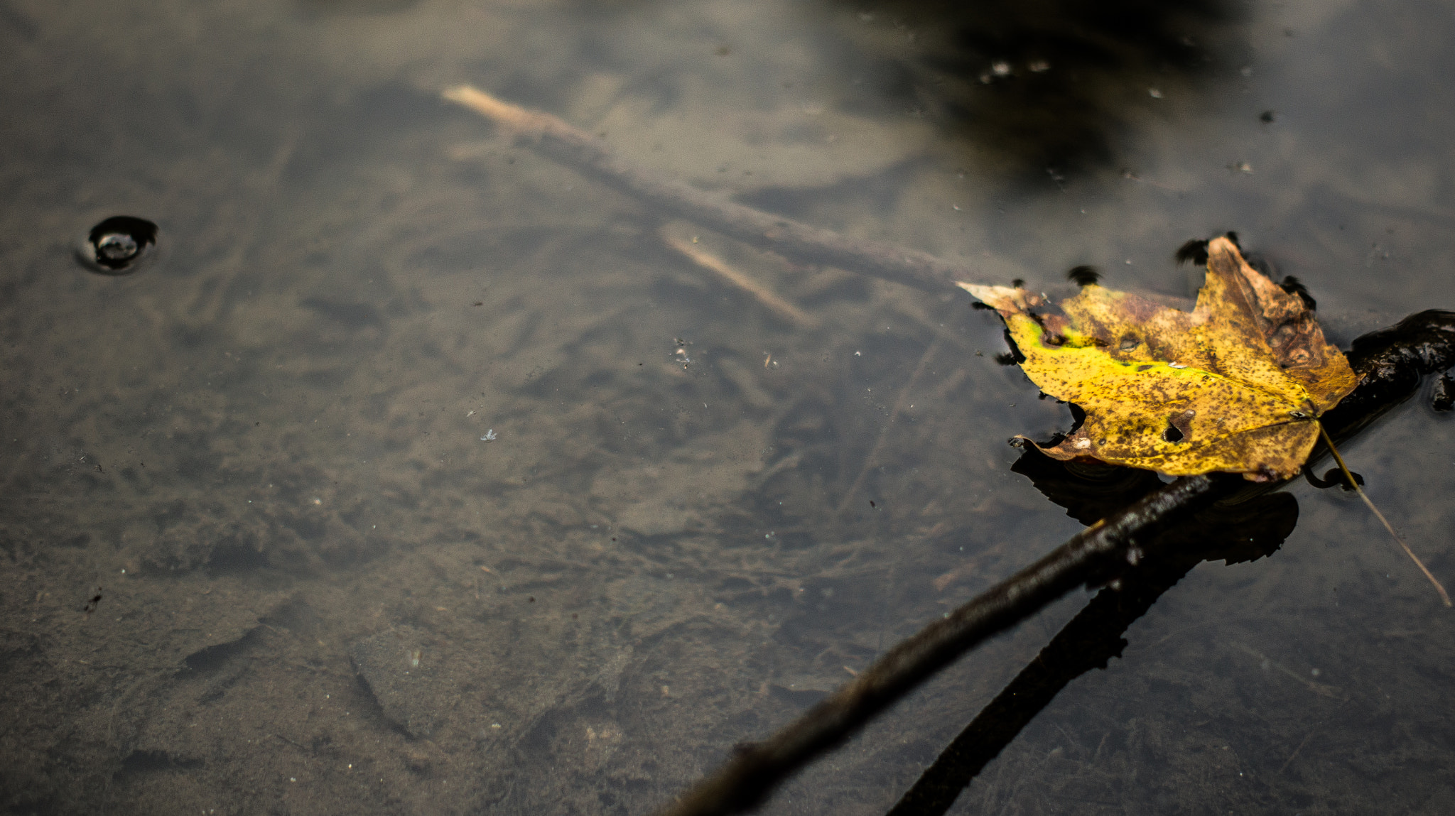 Sony SLT-A33 + Sony DT 50mm F1.8 SAM sample photo. Surface tension photography