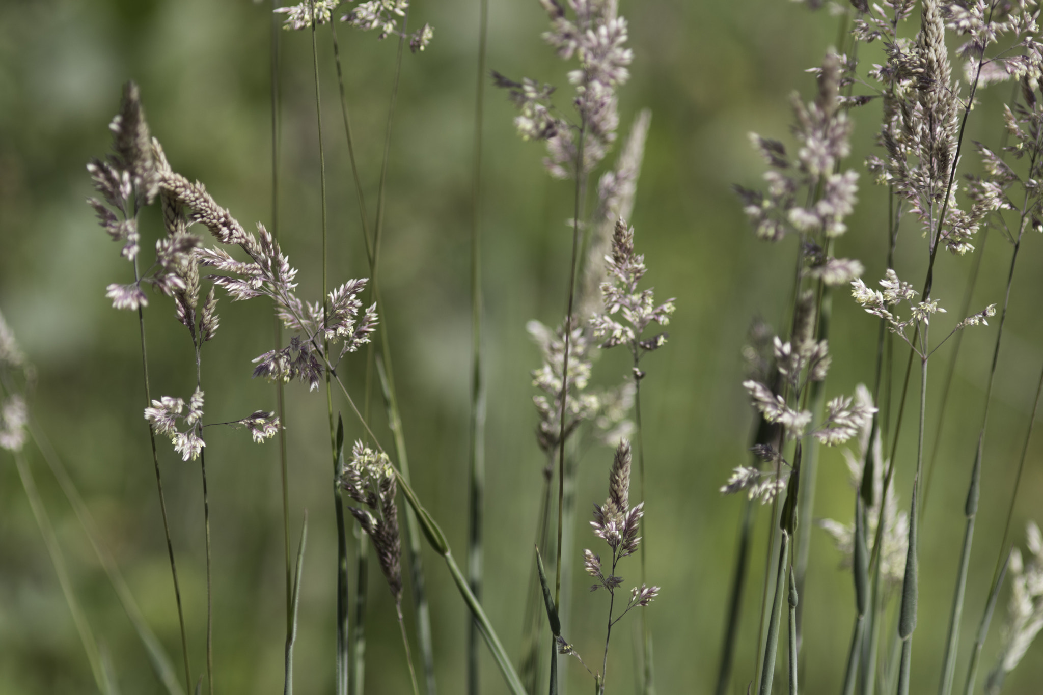 Canon EOS 80D + Canon EF 200mm F2.8L II USM sample photo. Img_3795.jpg photography