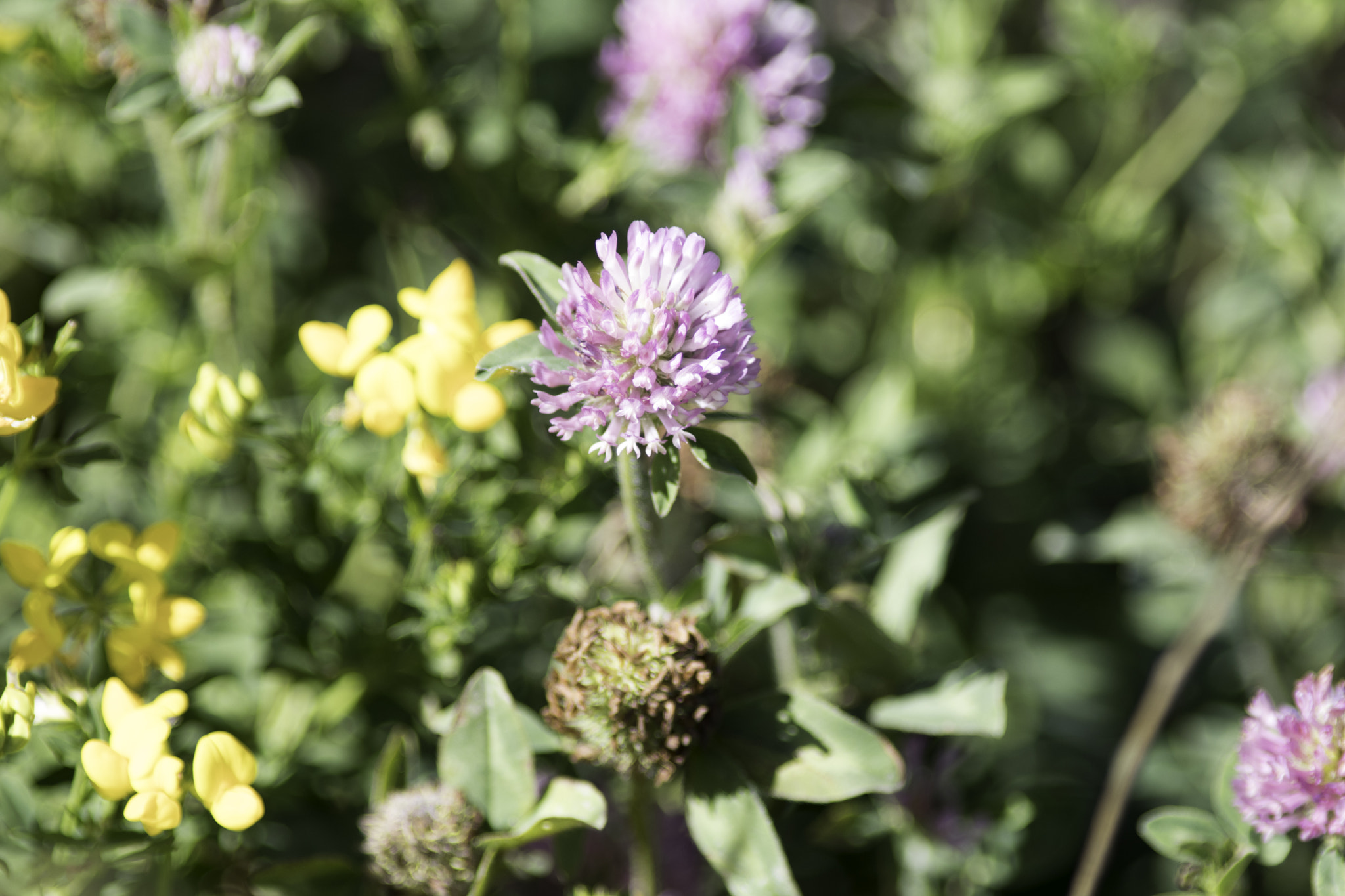 Canon EOS 80D + Canon EF 200mm F2.8L II USM sample photo. Img_3802.jpg photography