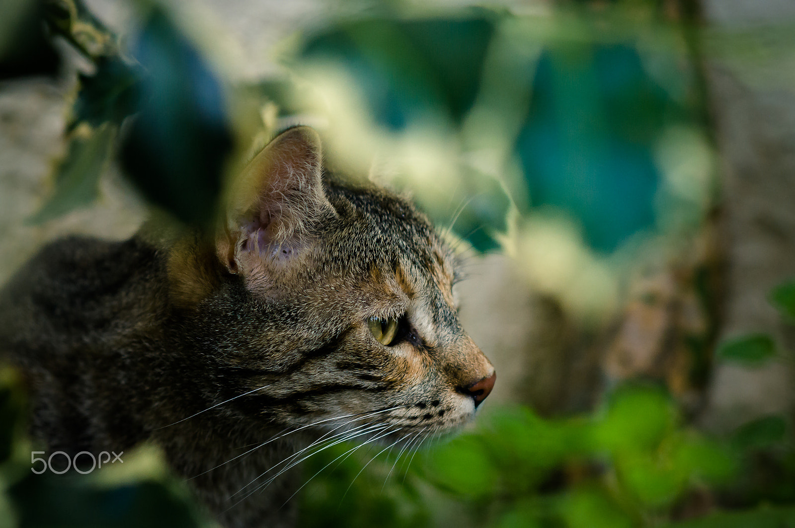 Nikon D300 + Nikon AF Nikkor 85mm F1.8D sample photo. Cat photography