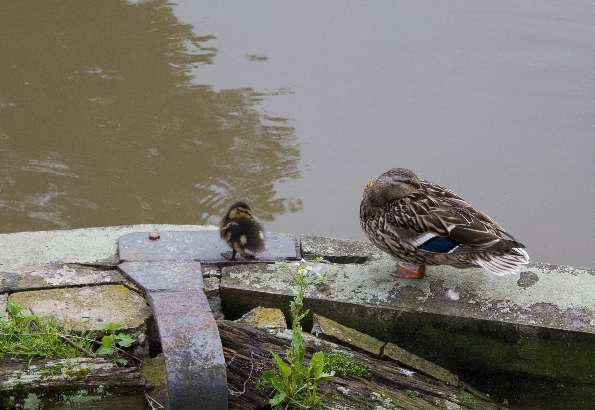 Canon EOS 100D (EOS Rebel SL1 / EOS Kiss X7) + Canon EF-S 18-55mm F3.5-5.6 III sample photo. Ducks : mother & baby resting photography