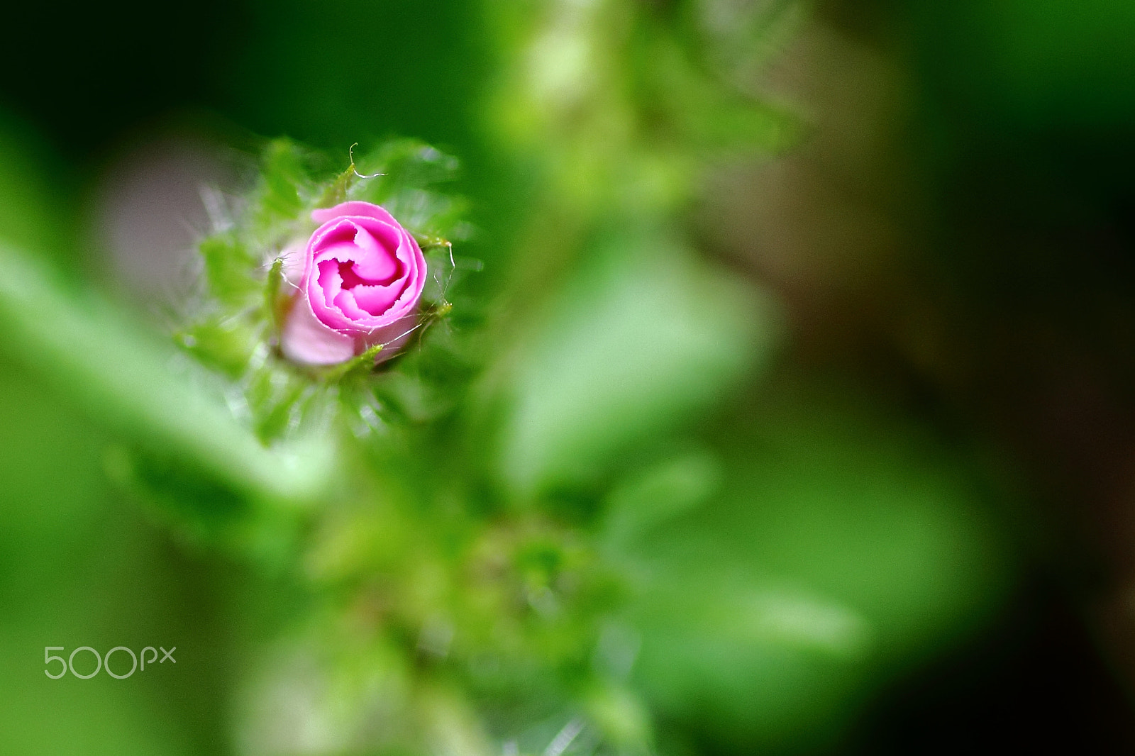 Canon EOS 550D (EOS Rebel T2i / EOS Kiss X4) + Tamron SP AF 90mm F2.8 Di Macro sample photo. Before photography