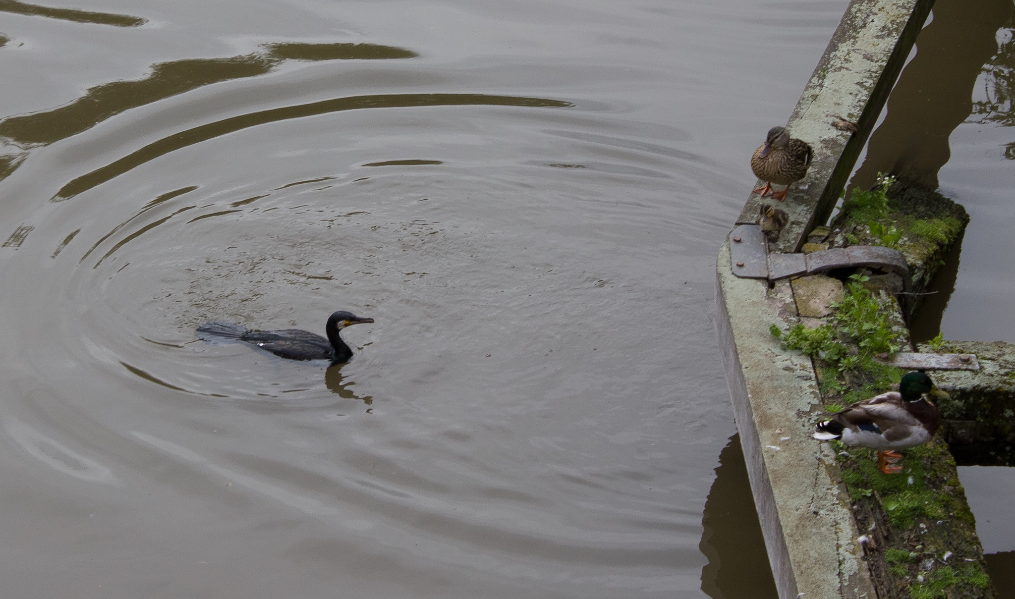 Canon EOS 100D (EOS Rebel SL1 / EOS Kiss X7) + Canon EF-S 18-55mm F3.5-5.6 III sample photo. Meeting : ducks and cormorant photography