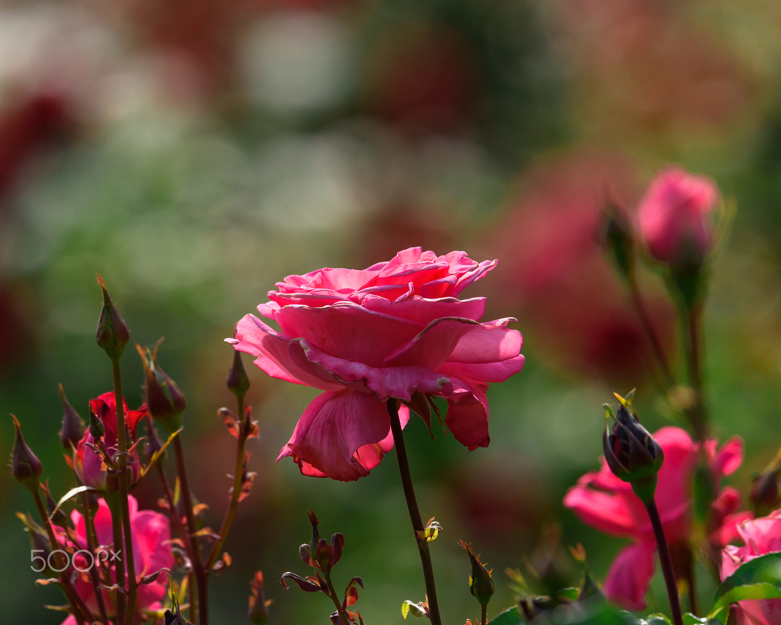 Nikon AF-S Nikkor 500mm F4E FL ED VR sample photo. Roses photography