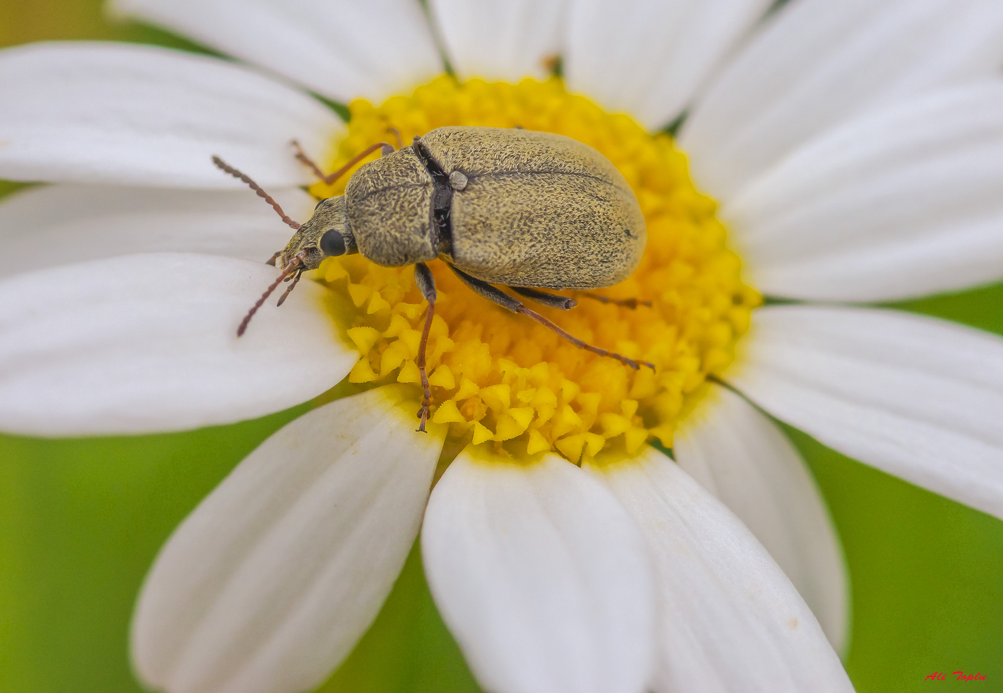 Pentax smc D-FA 100mm F2.8 Macro WR sample photo. _igp9432-2.jpg photography