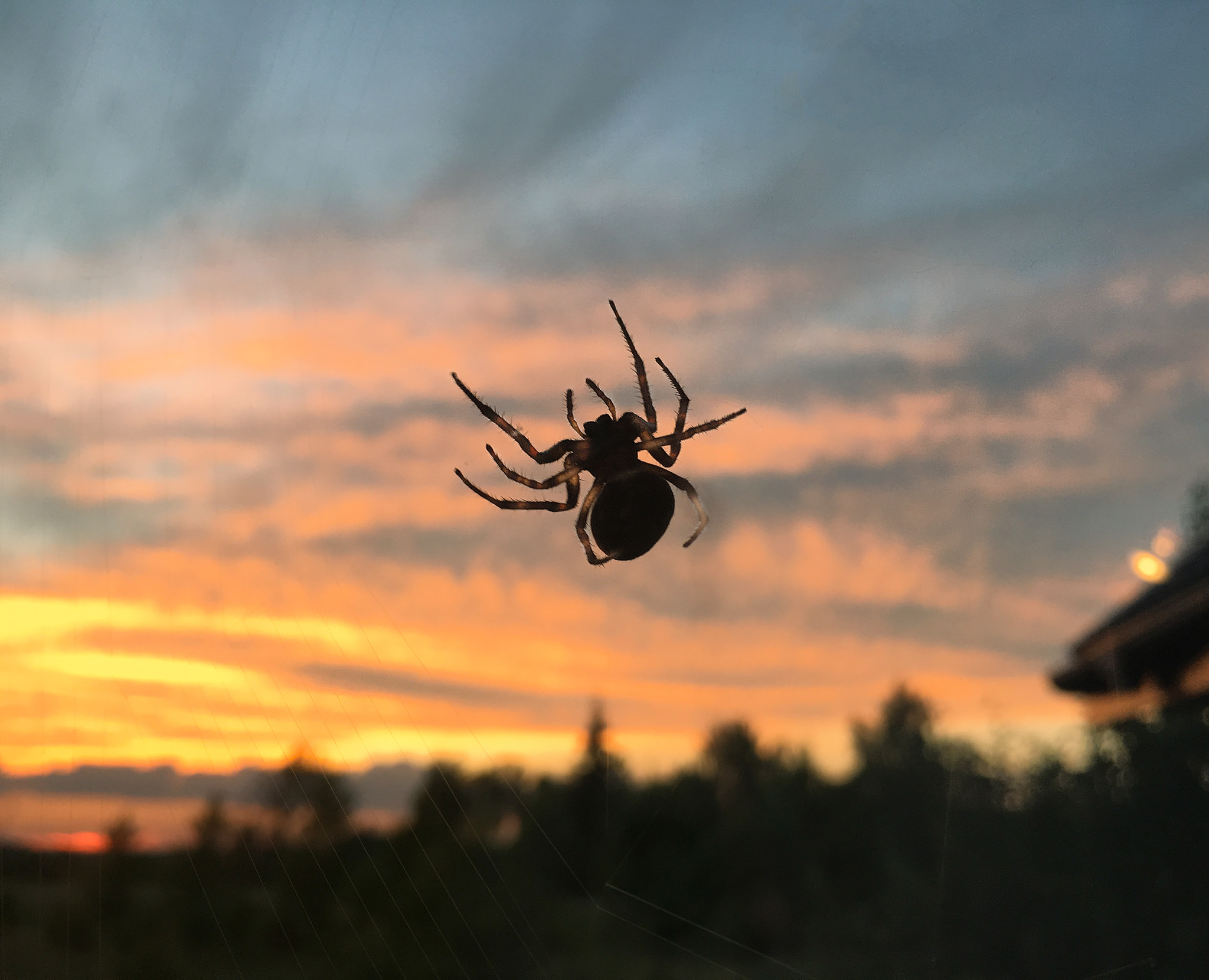 Apple iPhone8,1 sample photo. Spidey photography