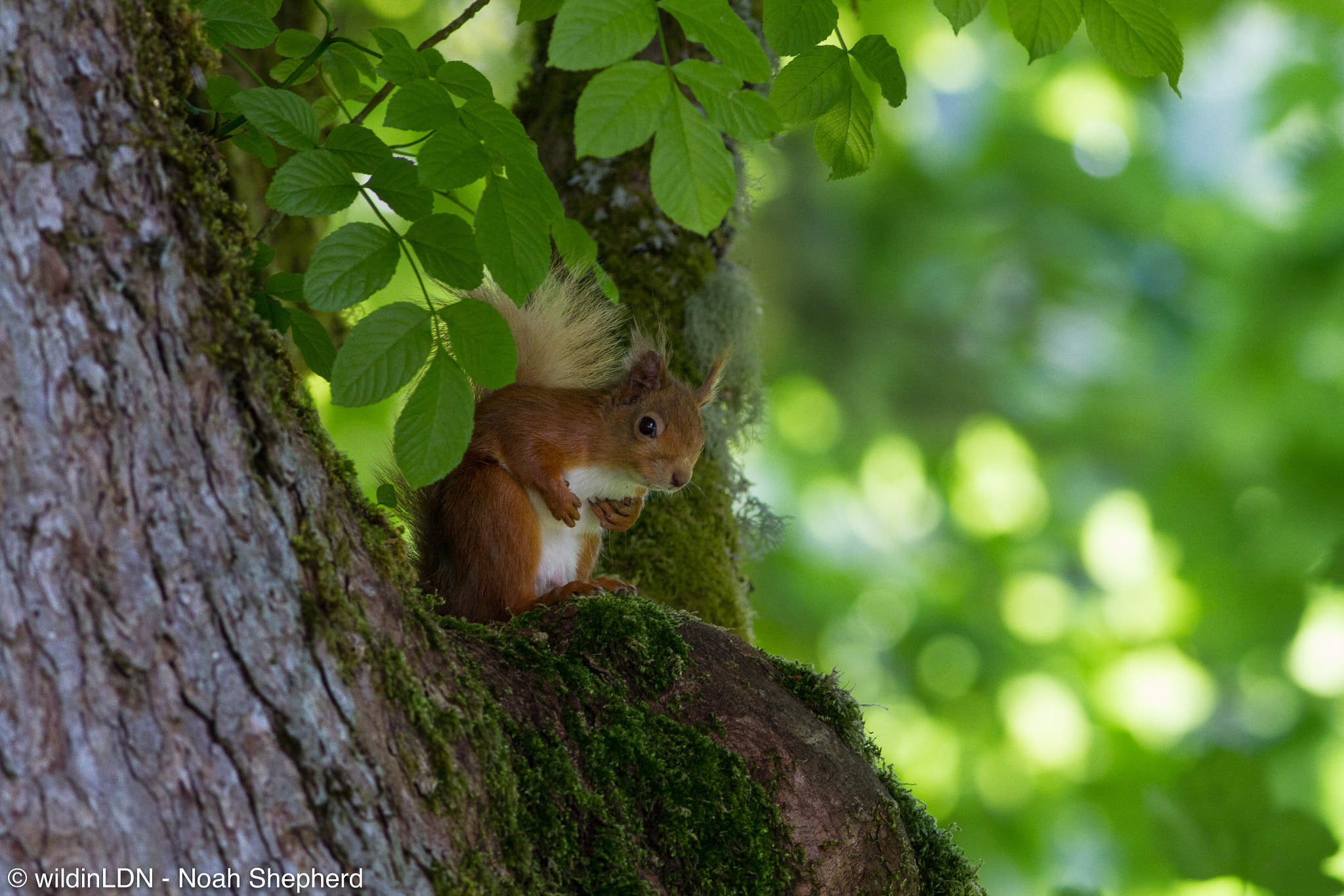 Canon EOS 7D + Canon EF 400mm F5.6L USM sample photo. Old man squirrel photography