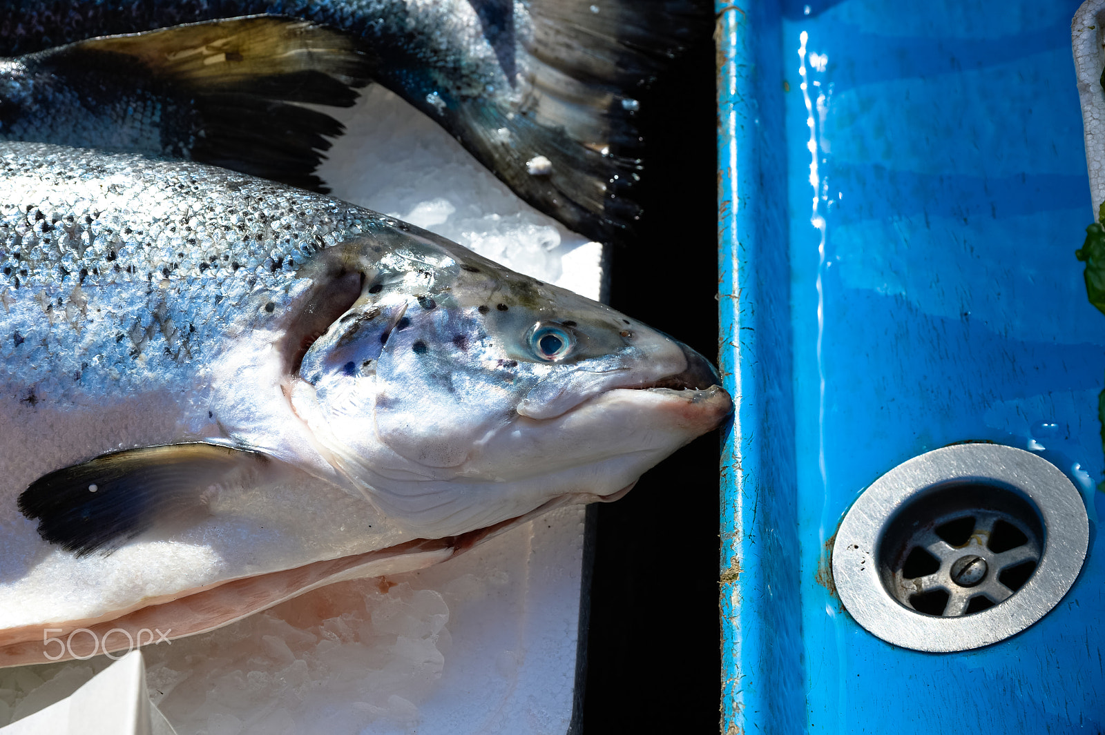 Nikon Df + Sigma 24-105mm F4 DG OS HSM Art sample photo. Salmon in market photography