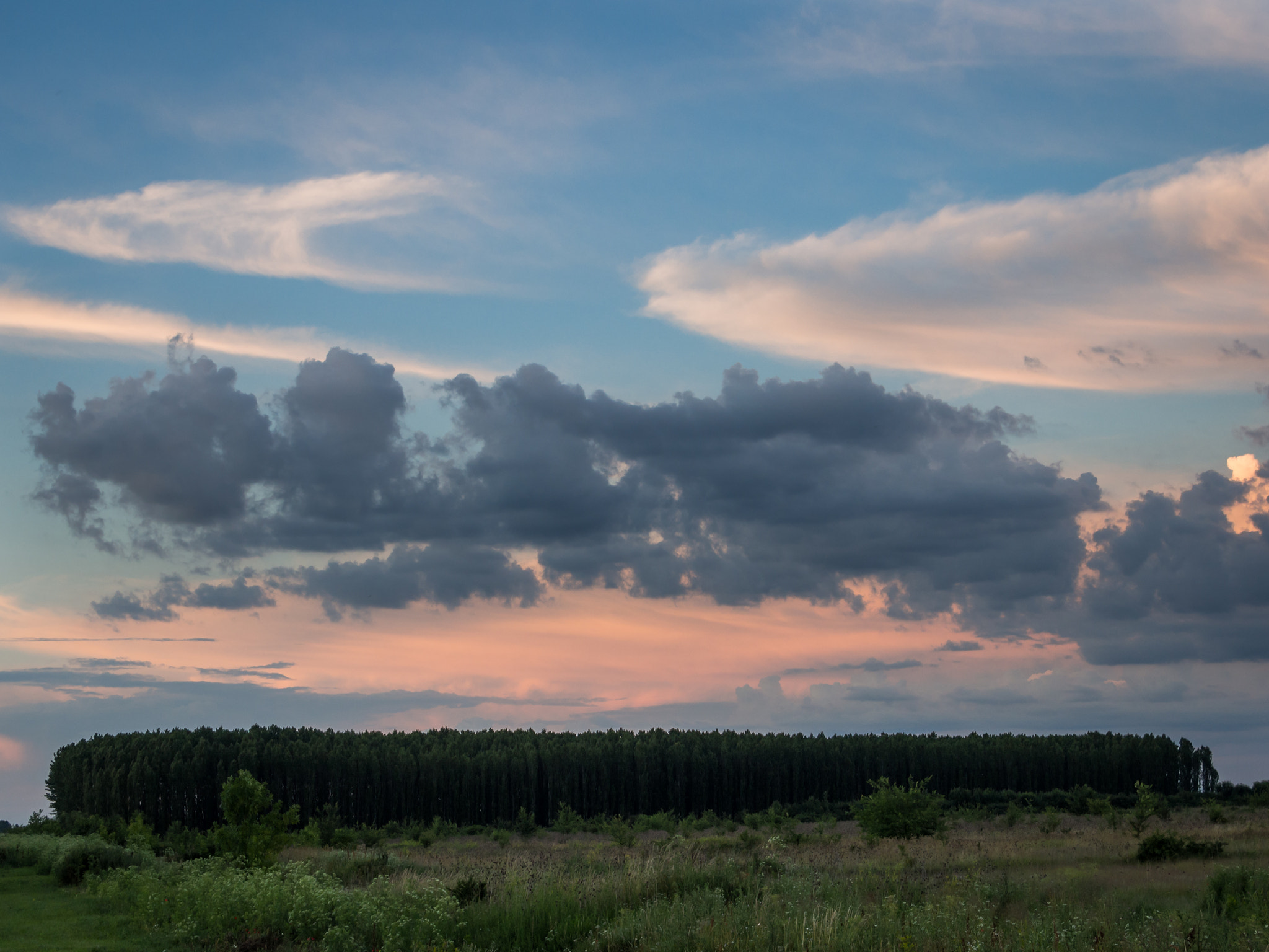 Olympus PEN E-P5 sample photo. The forest photography