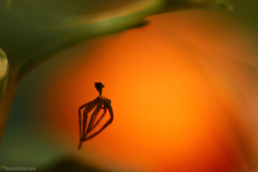 Canon EOS 6D + Canon EF 100mm F2.8 Macro USM sample photo. Cthulhu photography