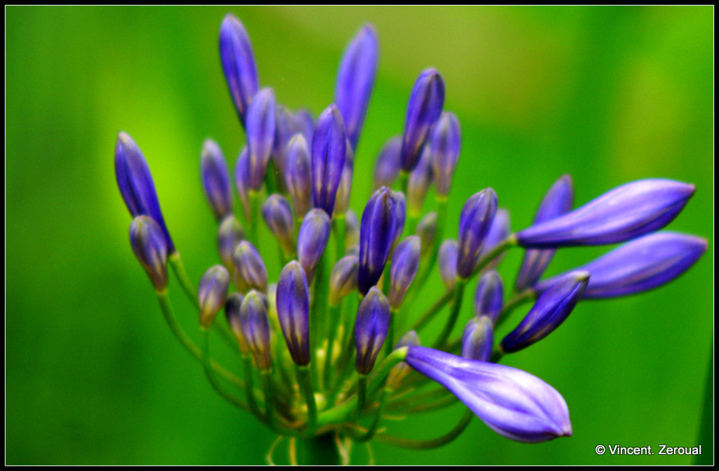 KONICA MINOLTA DYNAX 7D + Minolta AF 100-300mm F4.5-5.6 sample photo. Fleur photography
