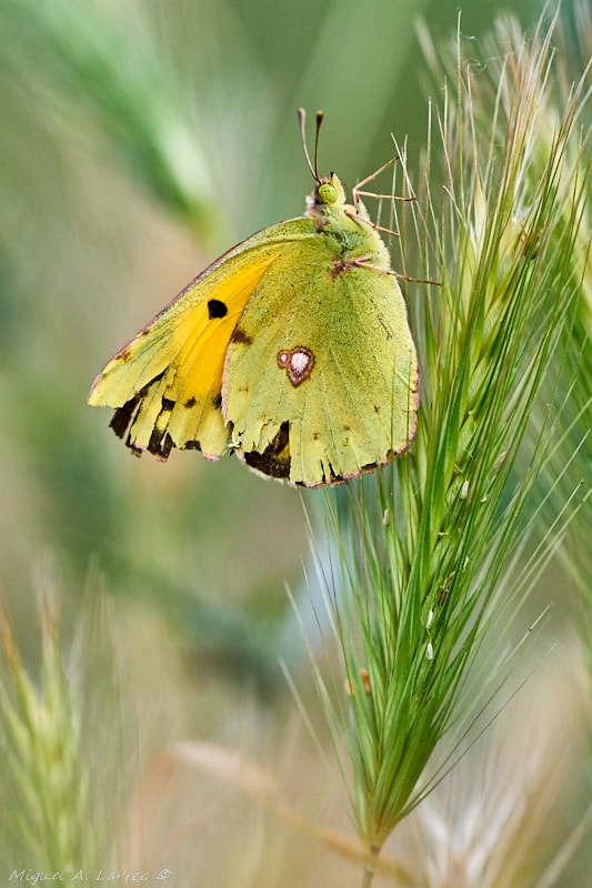 Sony ILCA-77M2 + 150mm F2.8 sample photo. Colias croceus photography