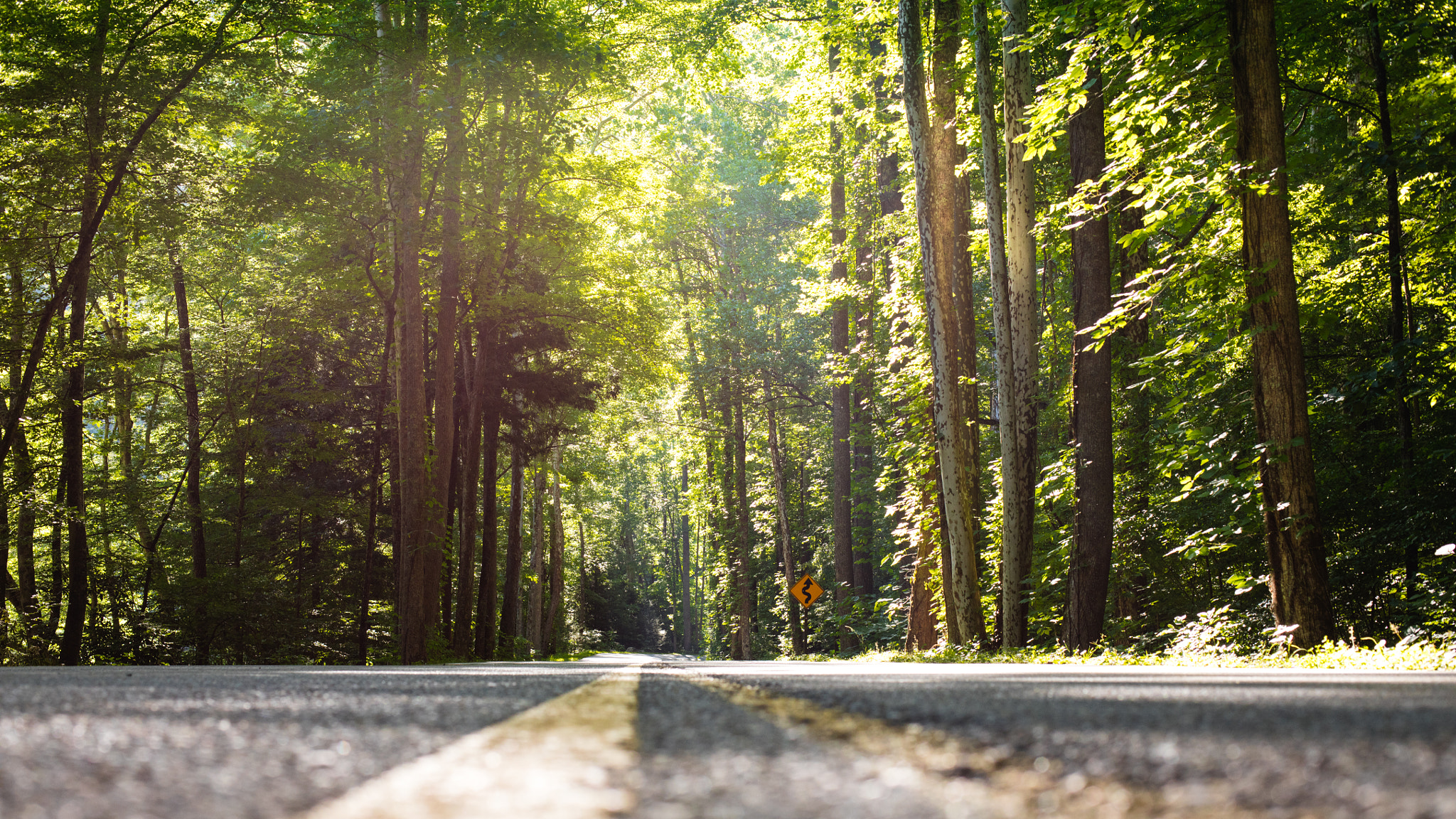 Canon EOS 5DS + Canon EF 50mm F1.4 USM sample photo. Road of great smoky mountain national park photography