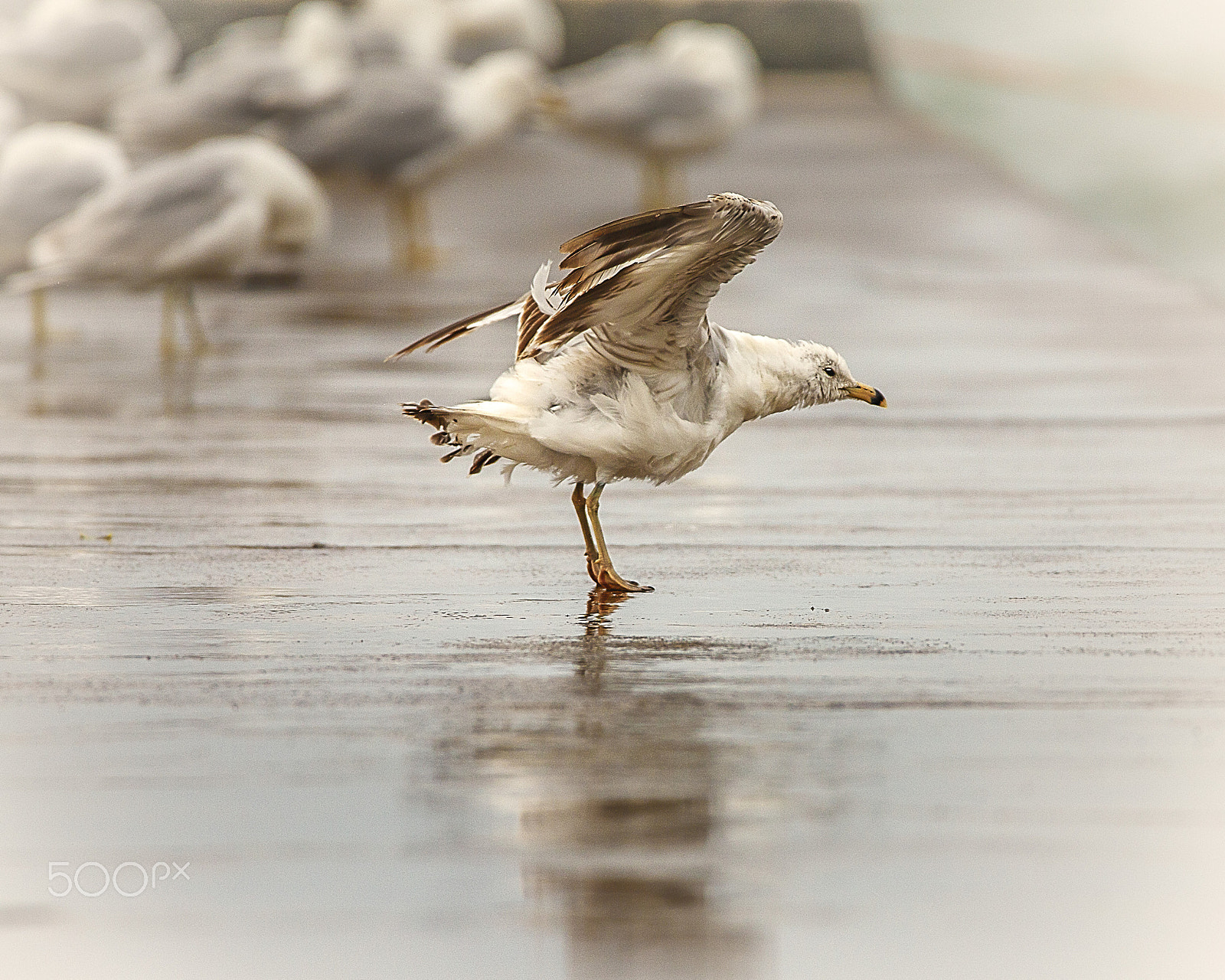 150-600mm F5-6.3 DG OS HSM | Contemporary 015 sample photo. Lone seagull photography