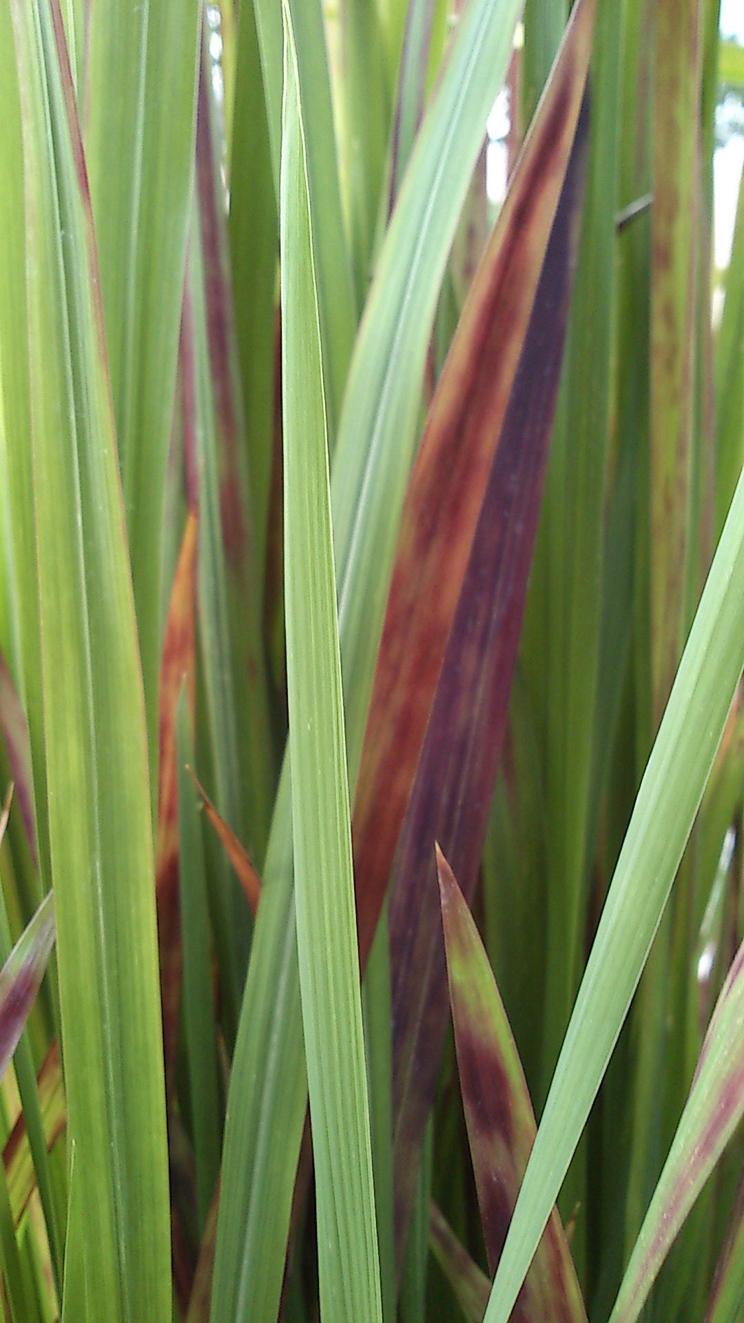 Sony Ericsson Xperia neo V sample photo. Dsc_0124.jpg photography