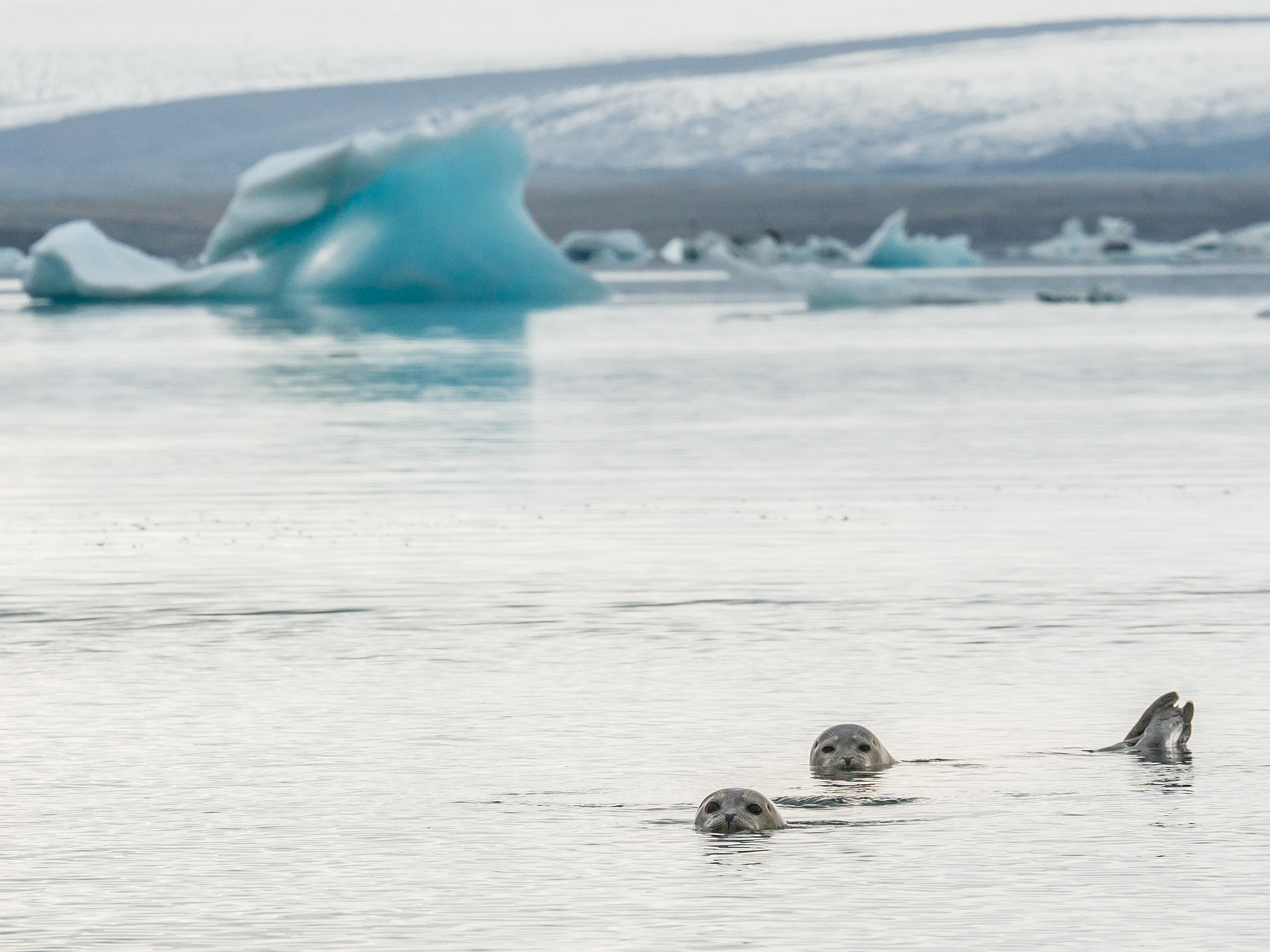 Panasonic Lumix G X Vario 35-100mm F2.8 OIS sample photo. Swimming buddies photography