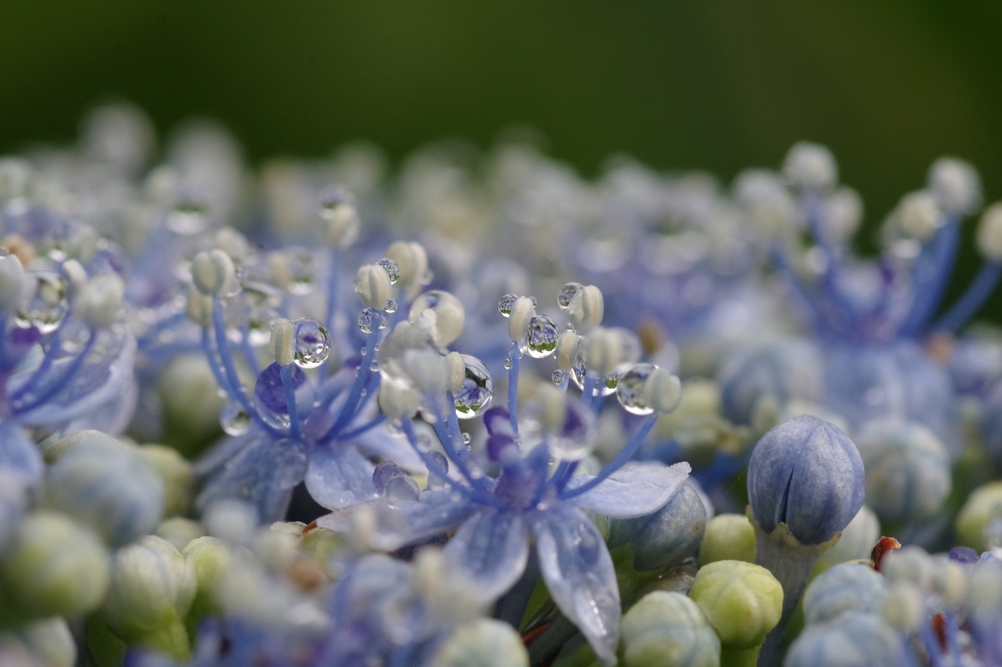 Pentax smc D-FA 100mm F2.8 Macro WR sample photo. Hydrangea (アジサイ) photography